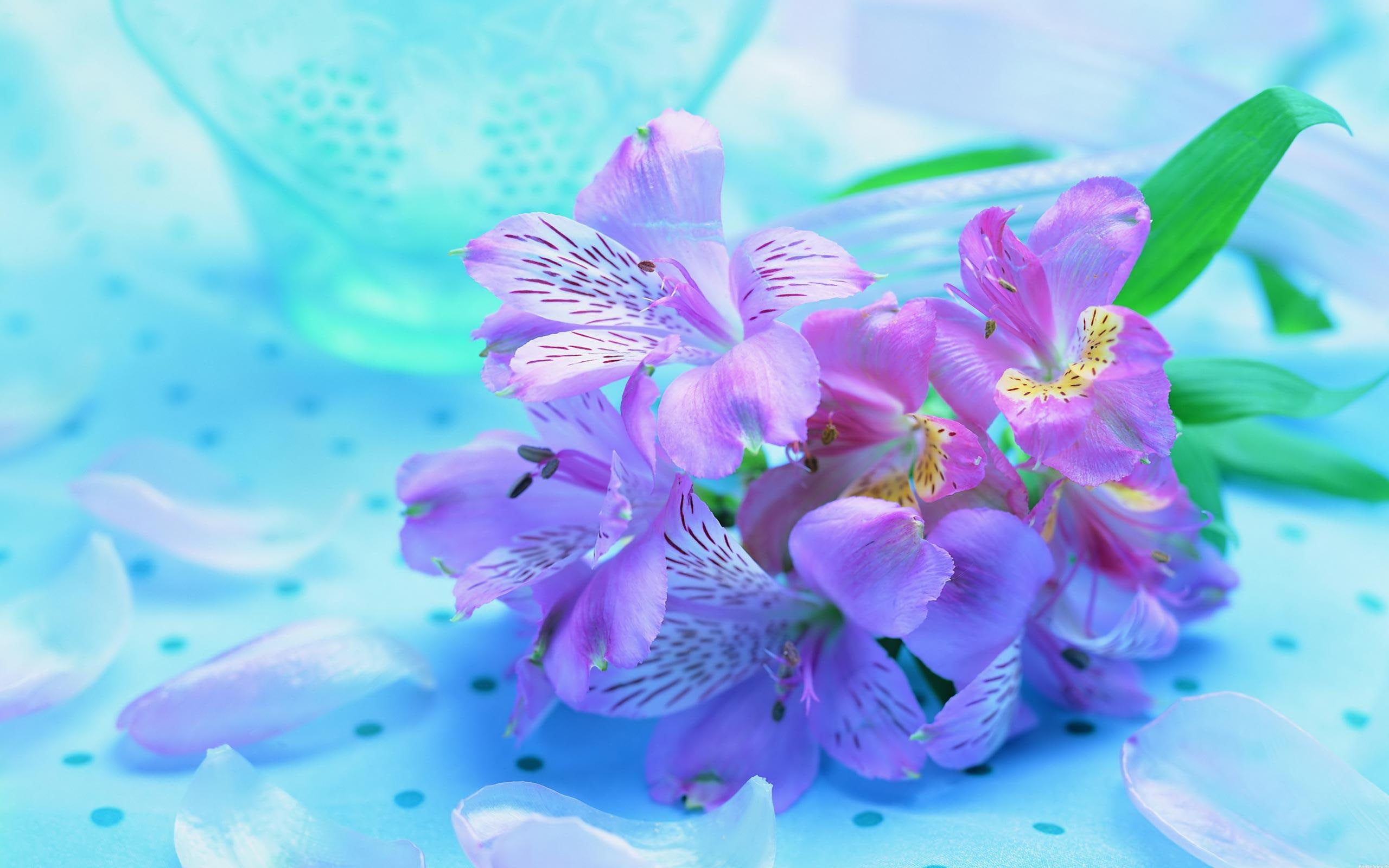 blue, flowers, fresh, violet, nature, flower, 3d and abstract, 2K, beautiful, HD Wallpaper