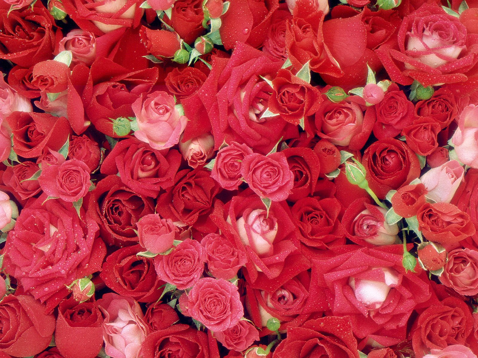 fresh, roses, 720P, HD Wallpaper