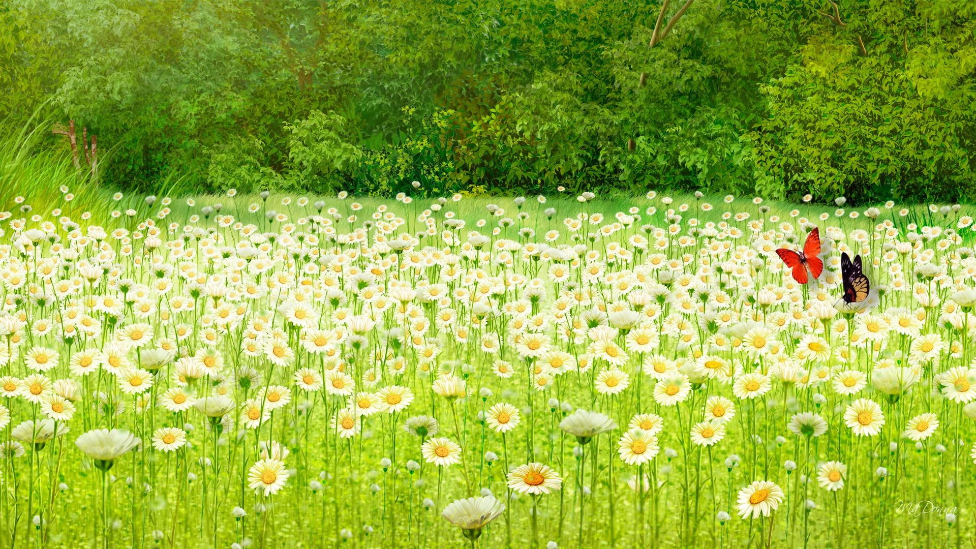 fresh, summer, 3d and abstract, bright, spring, butterflies, trees, field, 1080P, flowers, light, daisies, HD Wallpaper