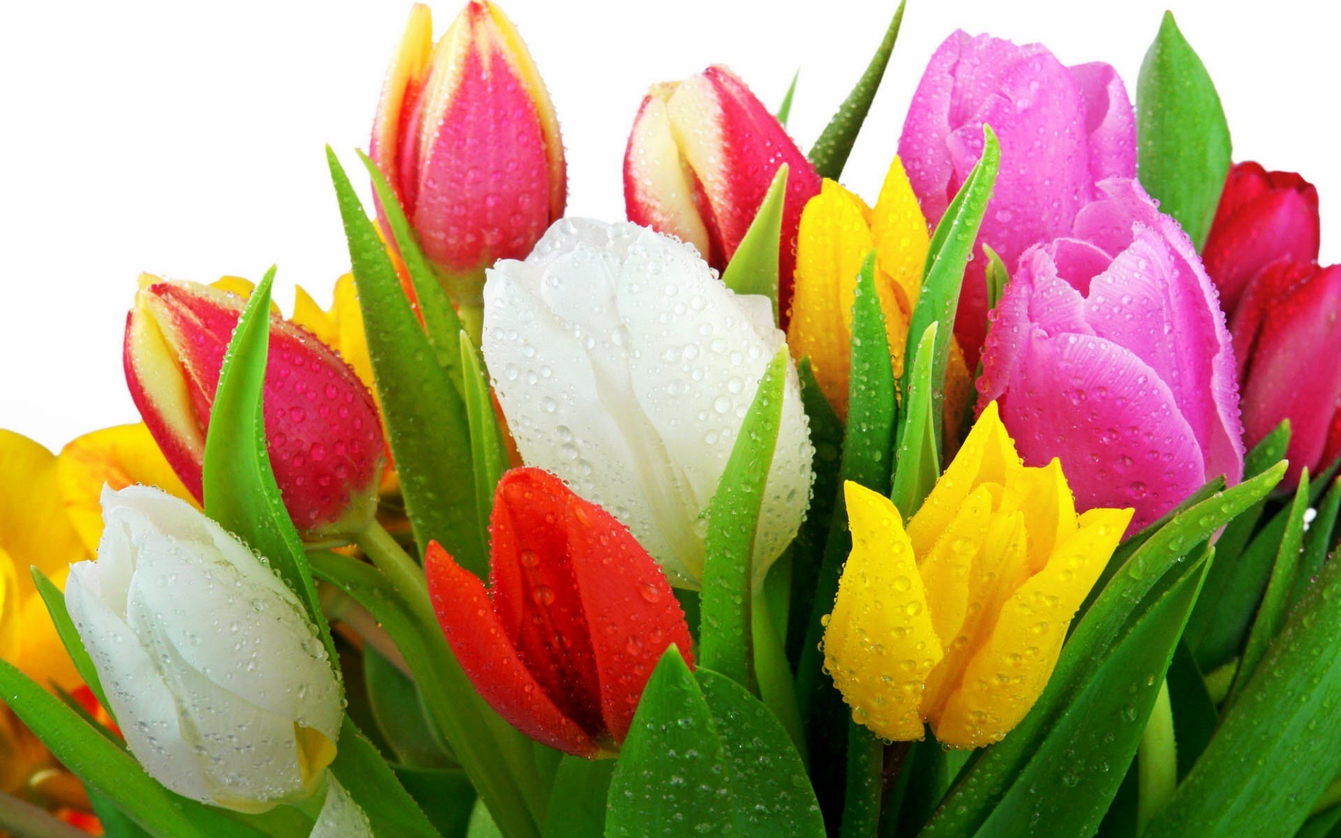 fresh, 1080P, tulips, HD Wallpaper