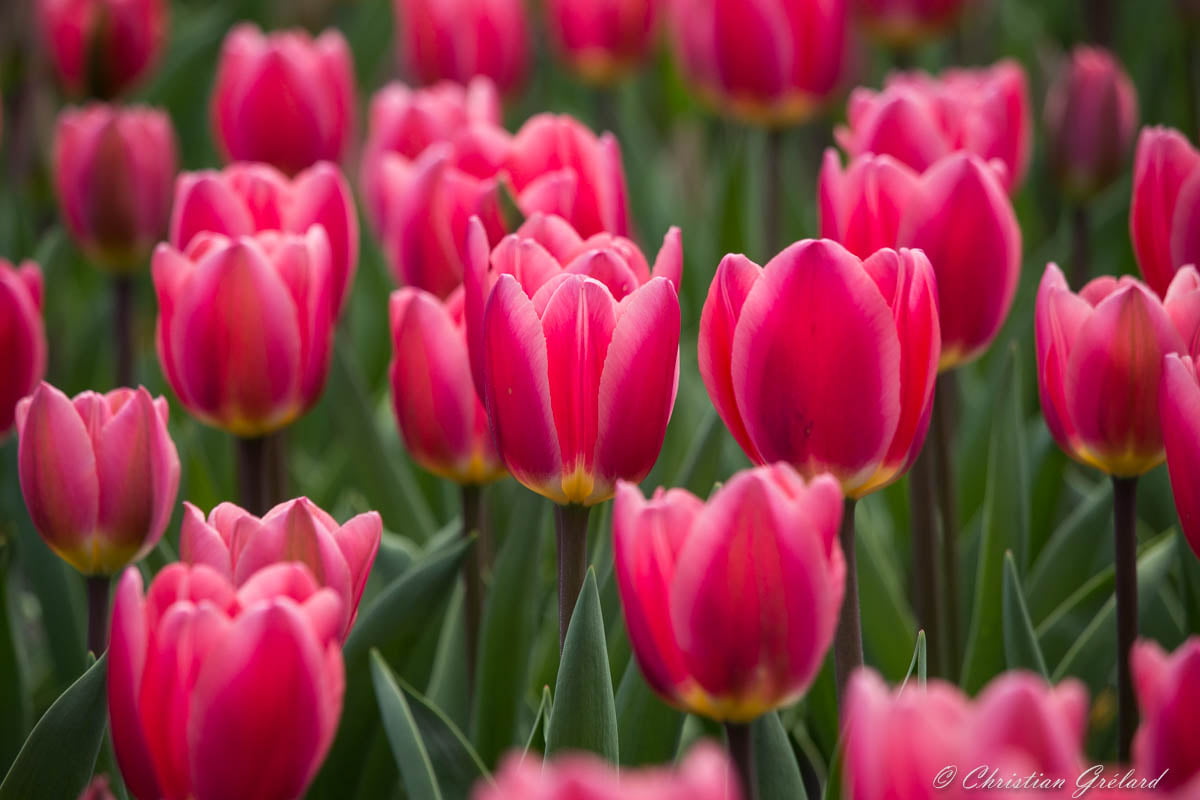 Springtime, Keukenhof, bed, red, Fleur, Lisse, Spring, Printemps, plant, season, freshness, outdoors, beauty In Nature, Pays-bas, flower Head, summer, Nature, HD Wallpaper