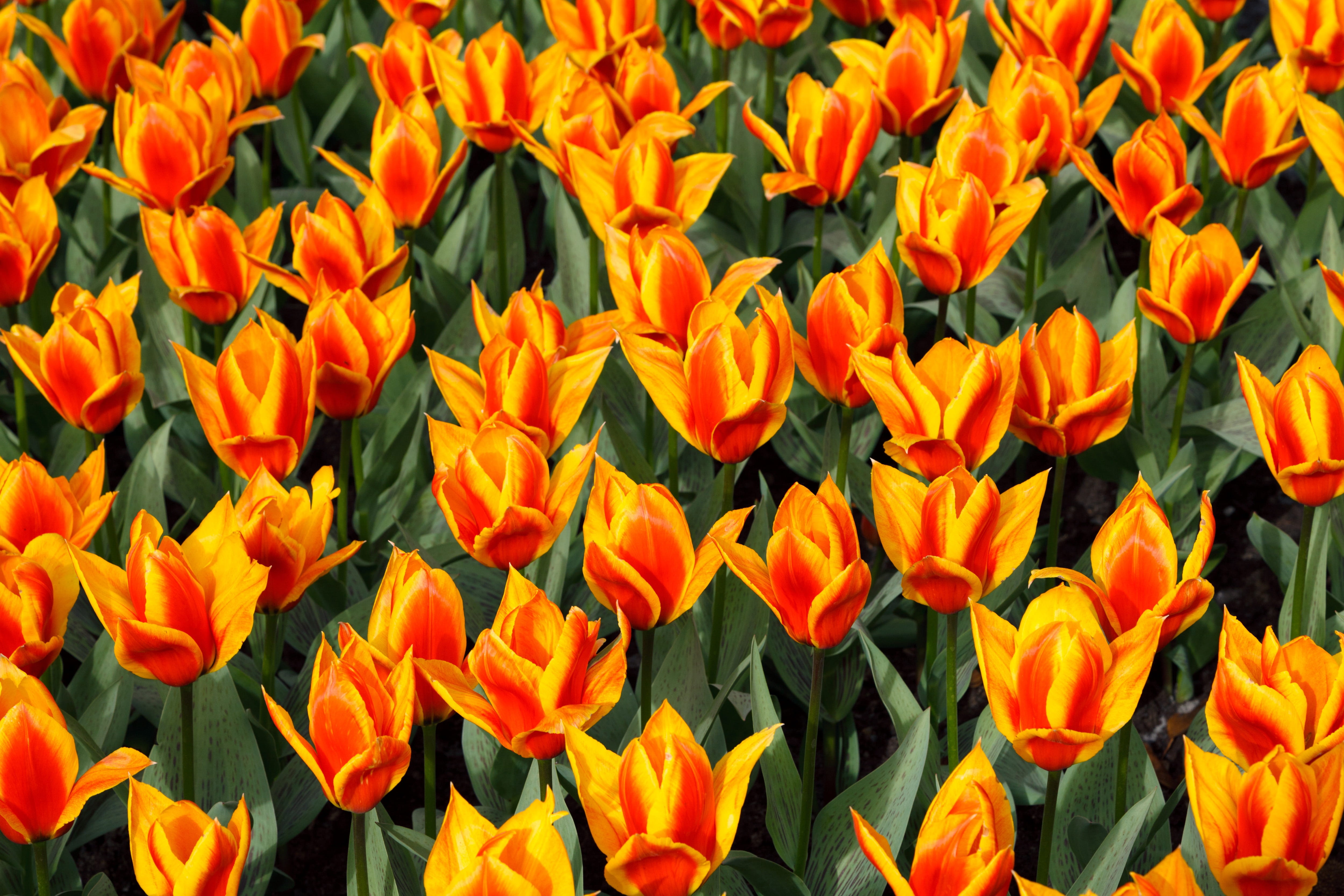 4K, freshness, backgrounds, season, Tulip, flower Head, bulbs, vulnerability, flower, abundance, background, fragility, green, beauty In Nature, full frame, HD Wallpaper