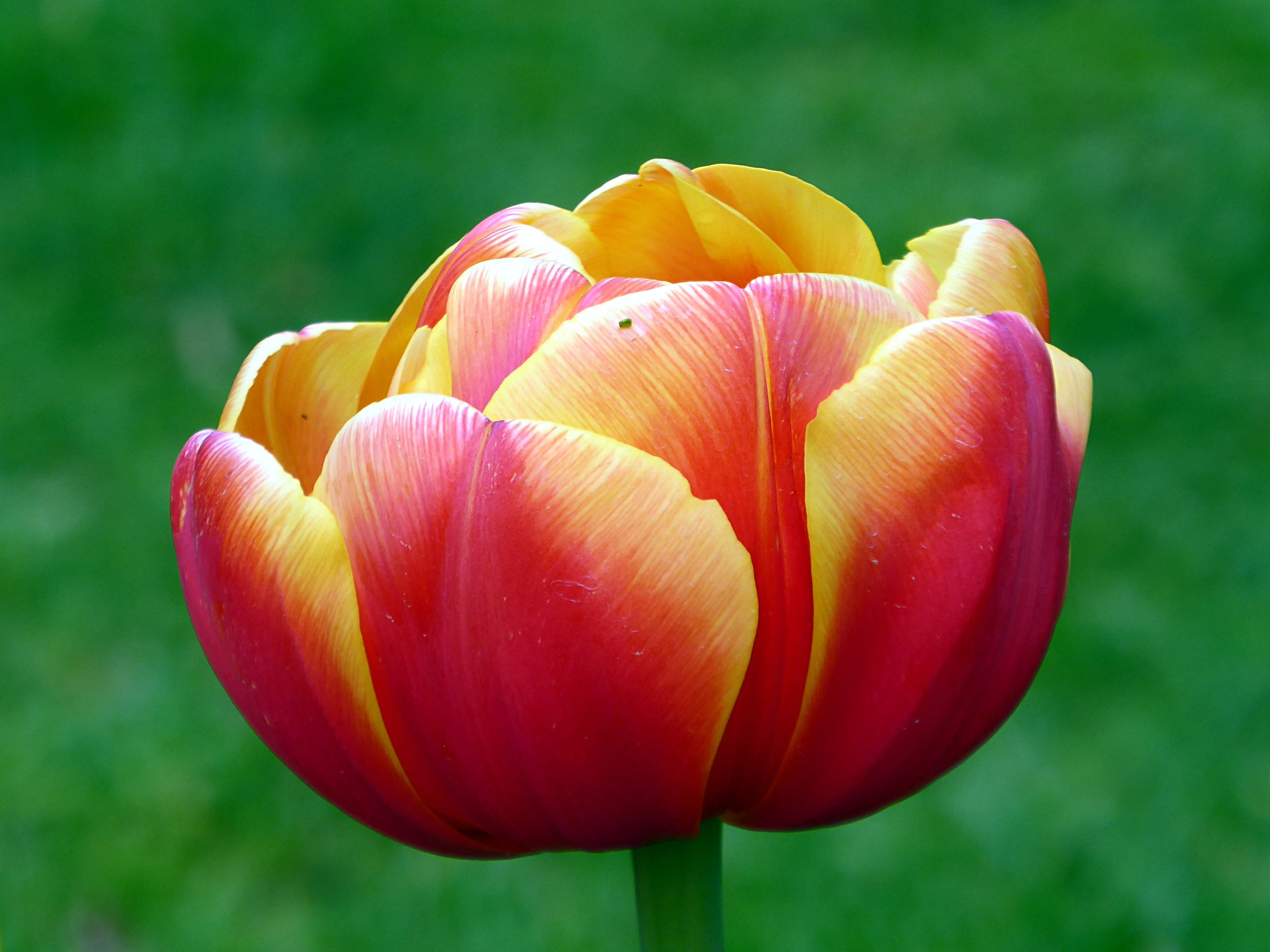 focus on foreground, growth, nature, yellow, petal, tulip, close-up, 4K, flower, flowering plant, keukenhof, no people, day, red, inflorescence, freshness, HD Wallpaper