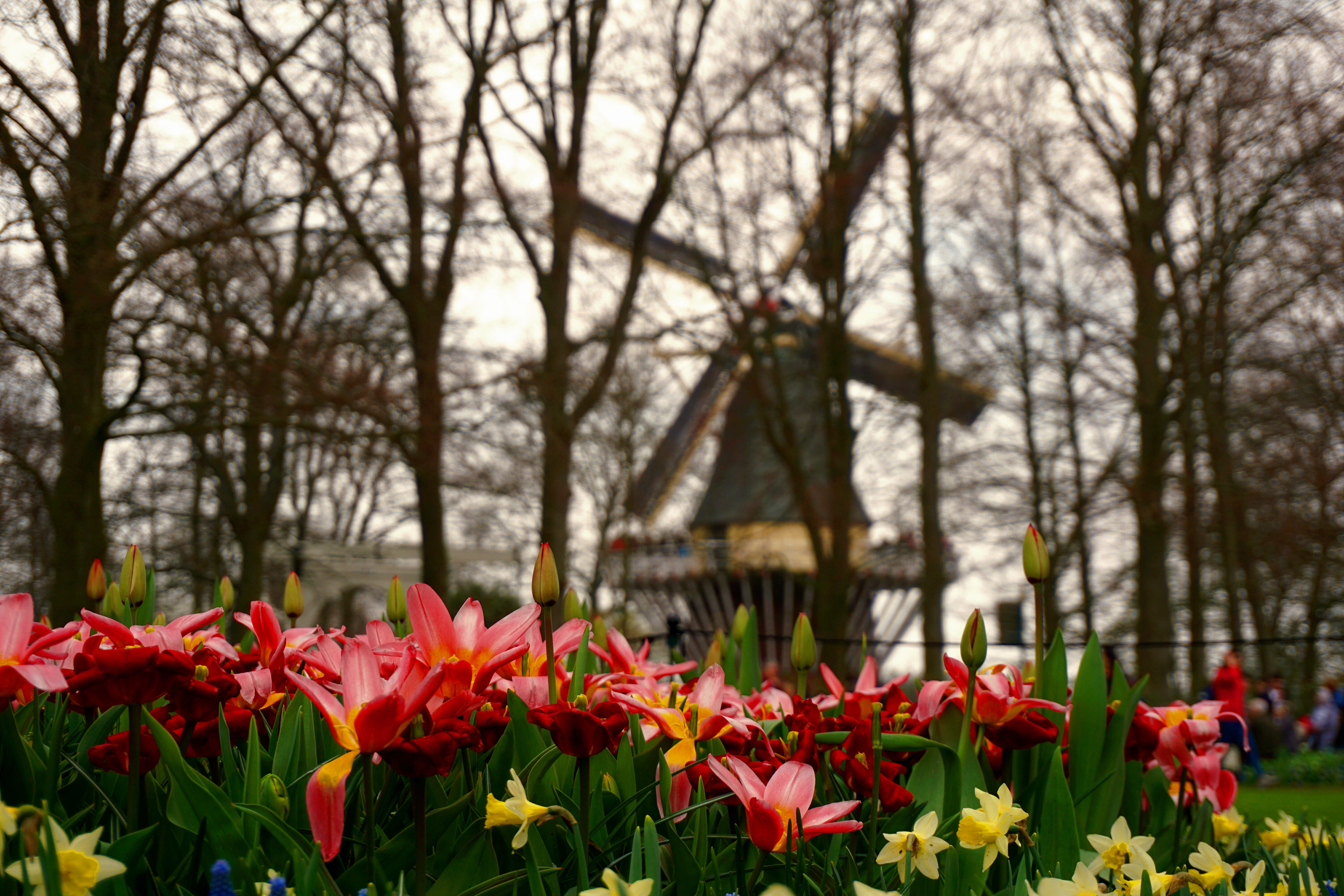 petal, focus on foreground, day, vulnerability, flower, nature, 5K, tree, no people, springtime, outdoors, park, tulip, plant, freshness, inflorescence, HD Wallpaper
