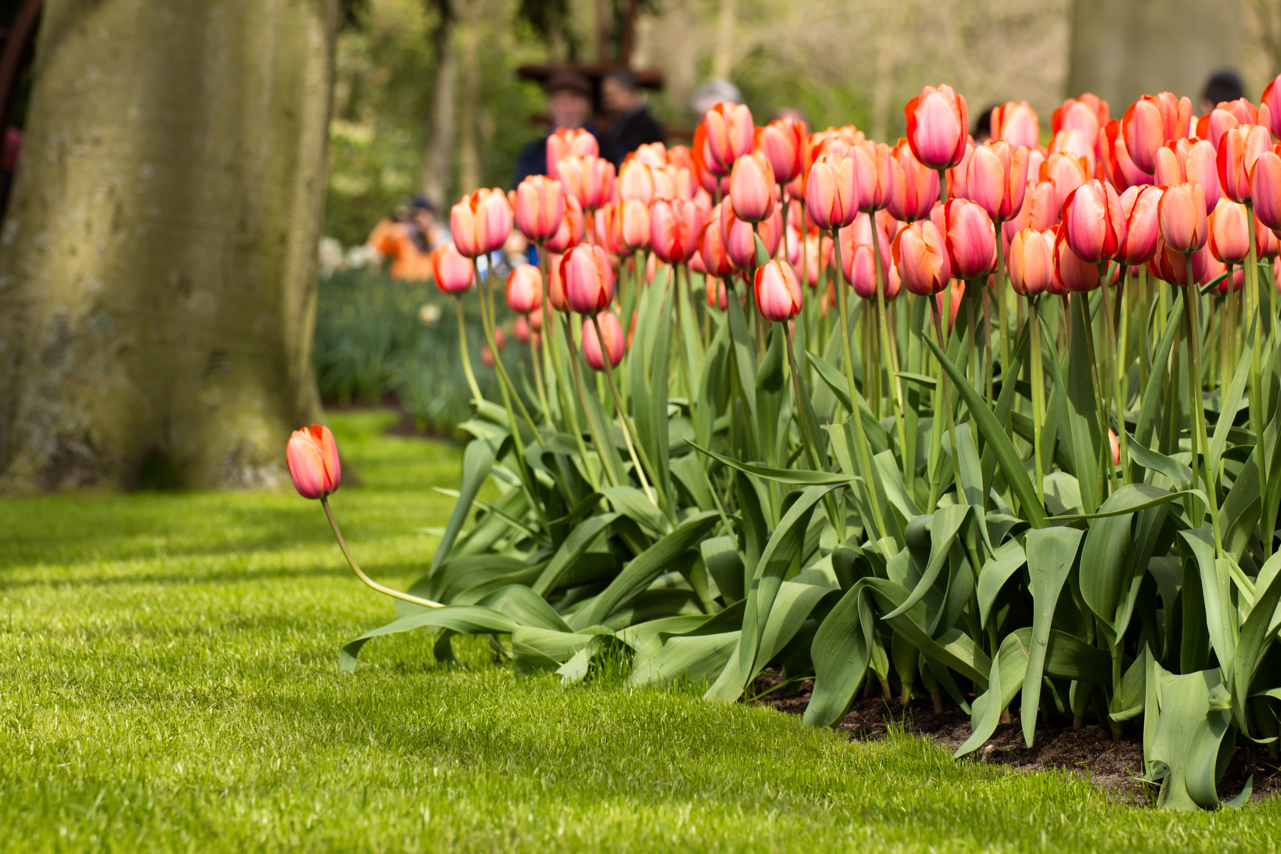 curious, lisse, growth, flower head, land, curiosity, focus on foreground, no people, flowers, springtime, plant part, park, the netherlands, diffrent, HD Wallpaper