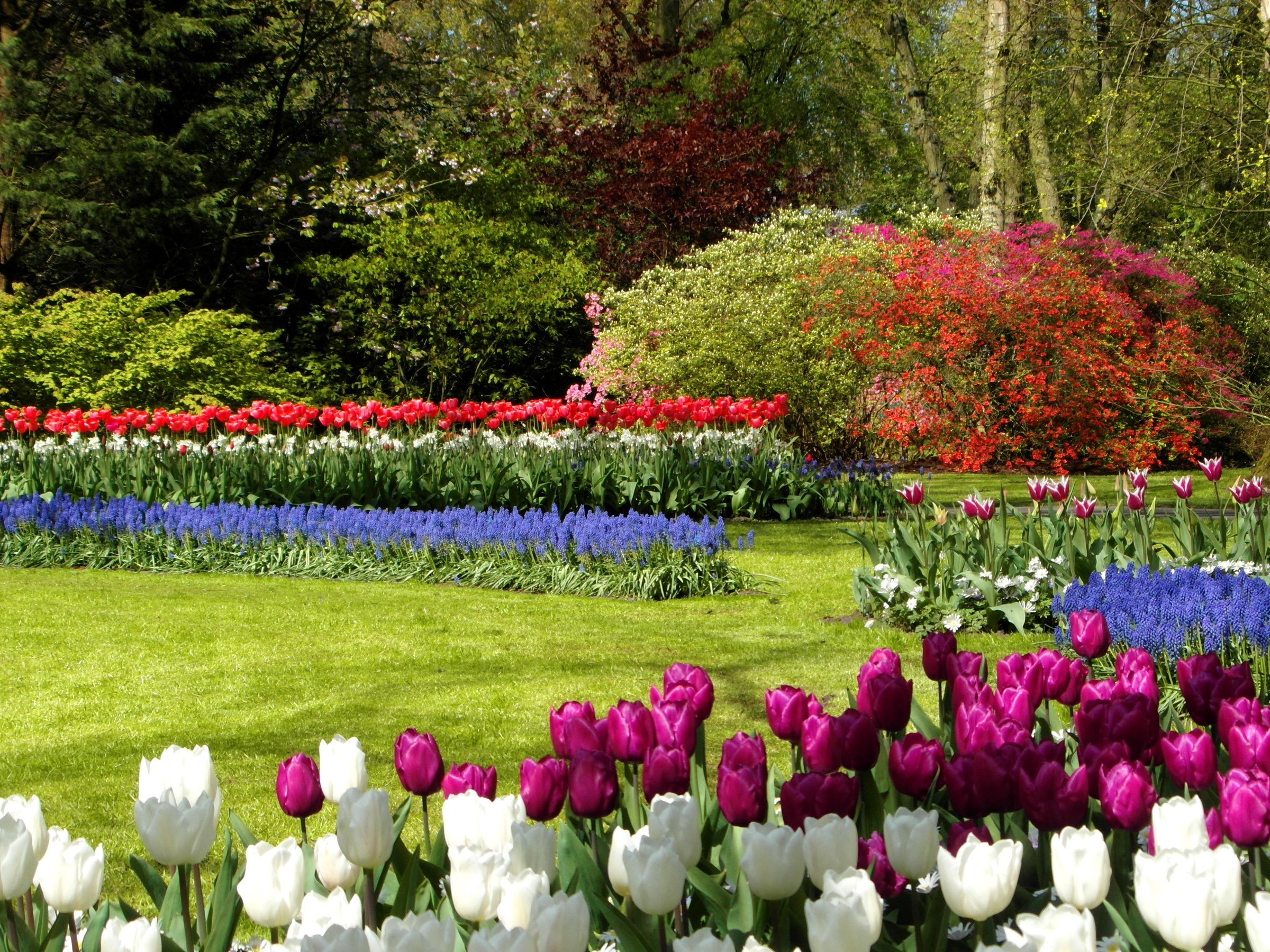 keukenhof, lawn, 1080P, shrubs, tulips, parks, netherlands, nature, HD Wallpaper