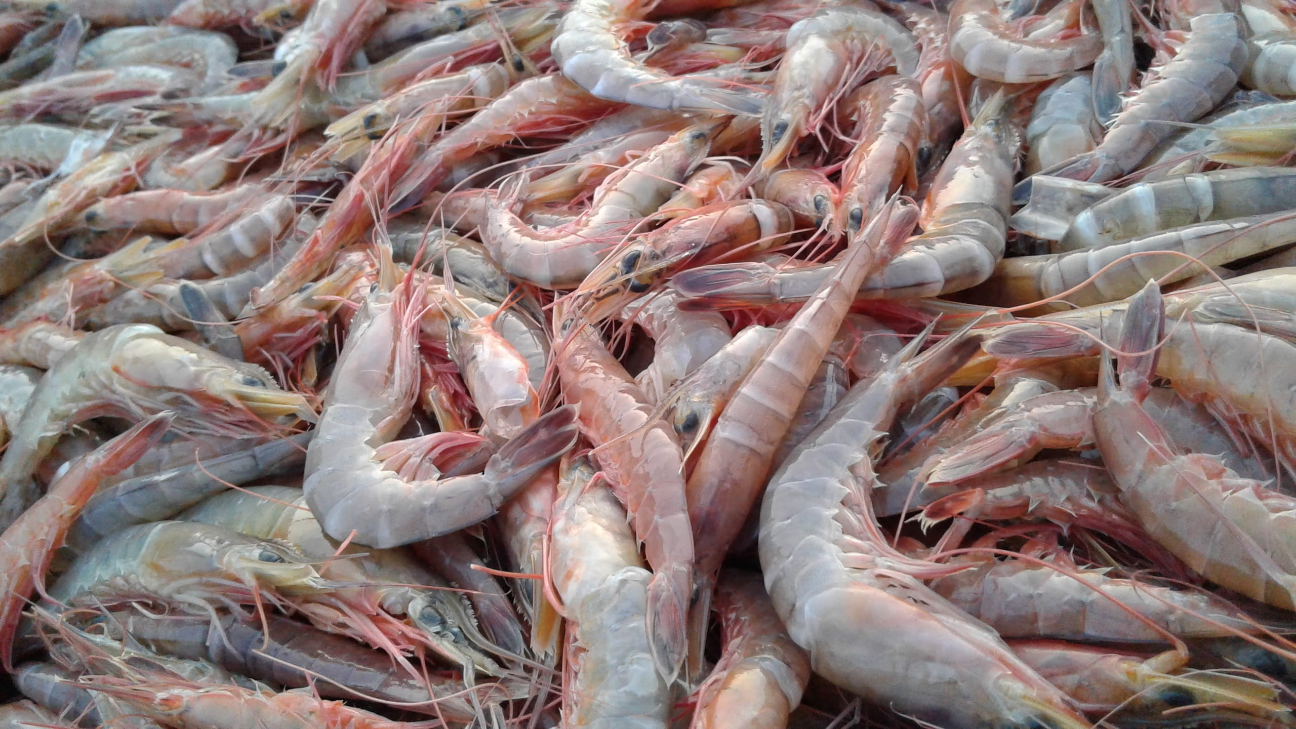 seafood, large group of objects, raw food, abundance, retail, market stall, backgrounds, full frame, food and drink, fresh, shrimp - seafood, freshness, HD Wallpaper