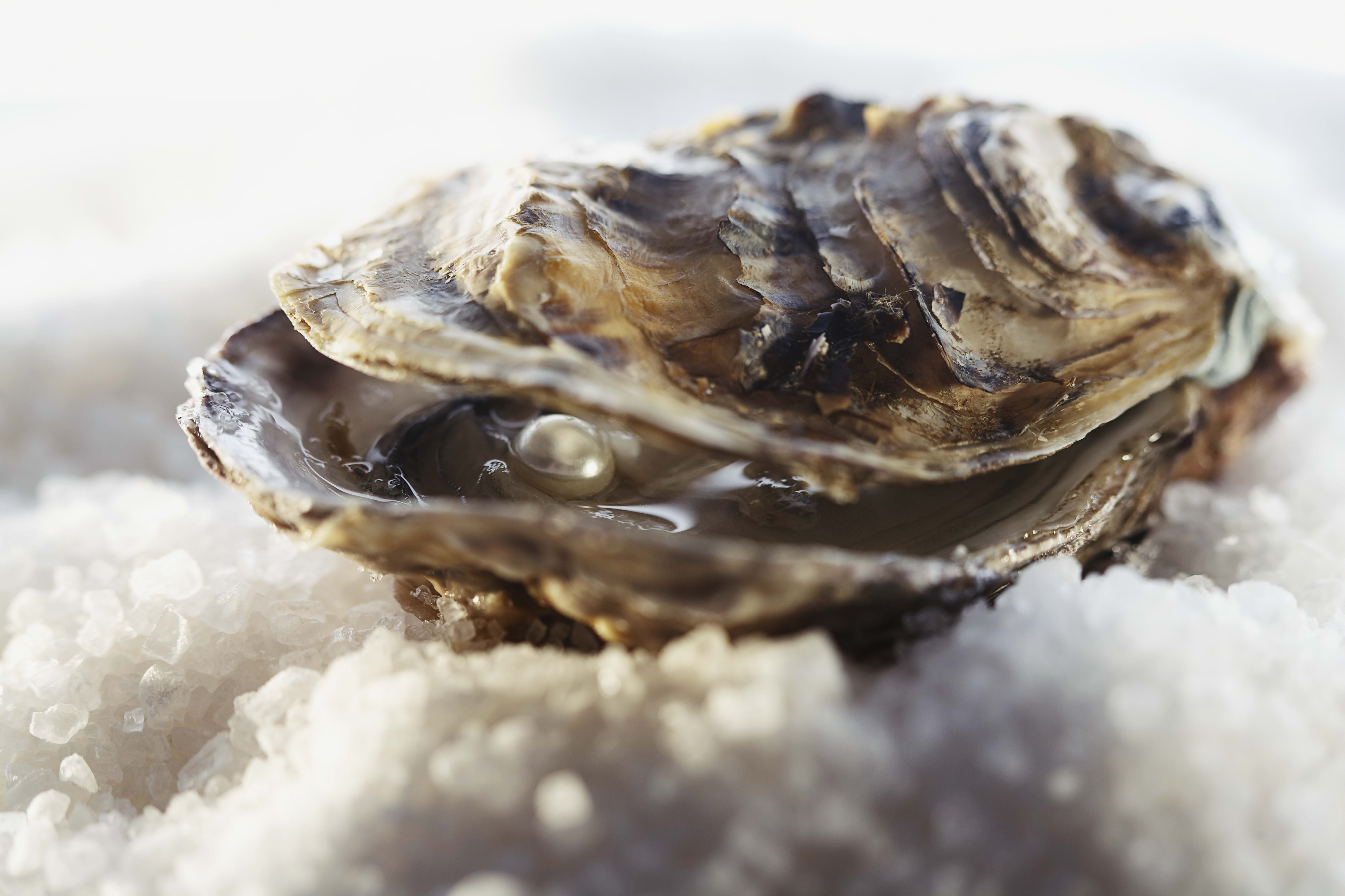 ice, solid, mineral, macro, animal Shell, nature, selective focus, pearl, food, 5K, oyster, animal themes, rock - object, gourmet, food and drink, white, HD Wallpaper