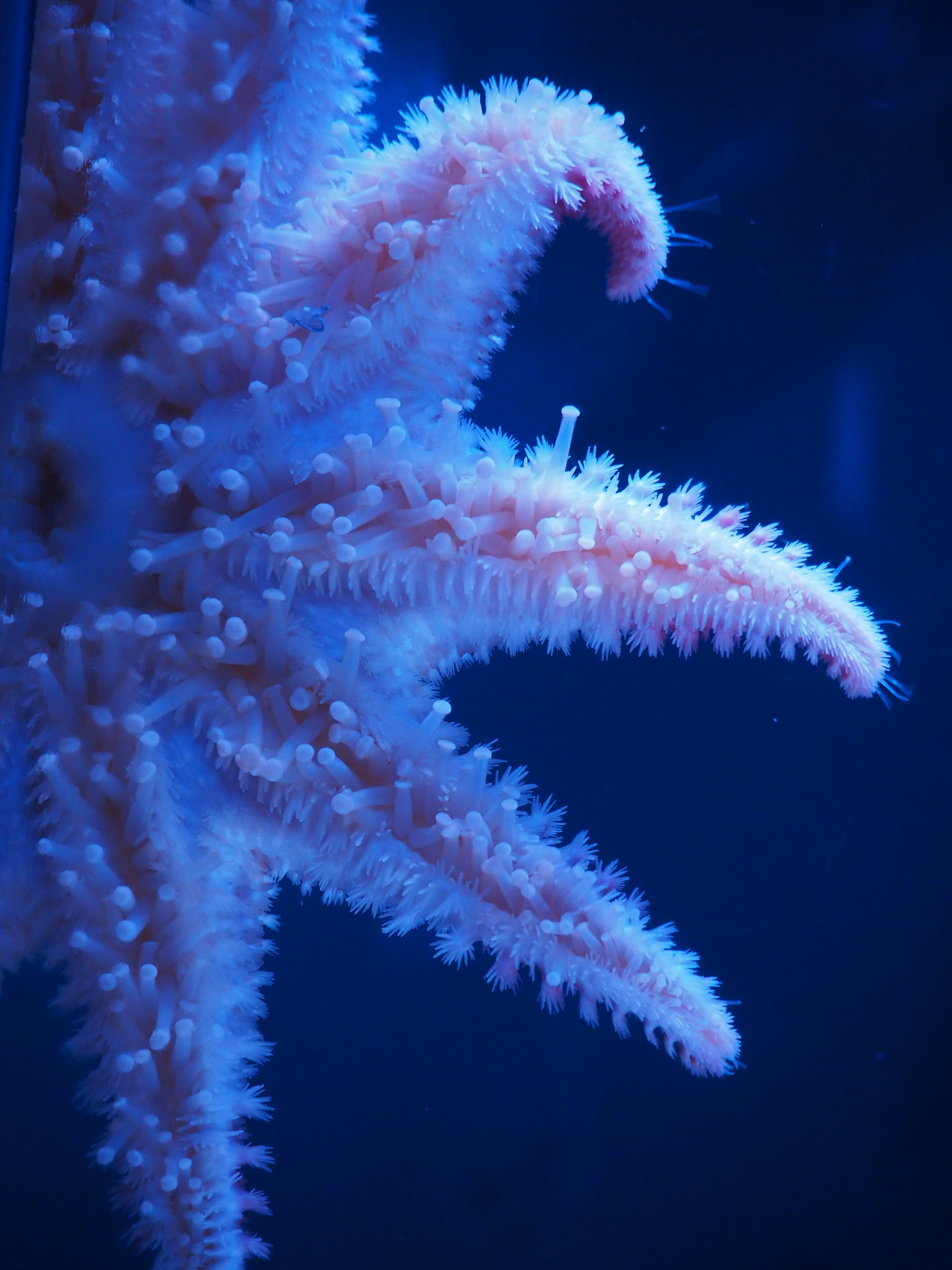aquarium, invertebrate, one animal, animal themes, undersea, close-up, water, underwater, no people, sea, 4K, coral, marine, reef, beauty in nature, star, Phone HD Wallpaper