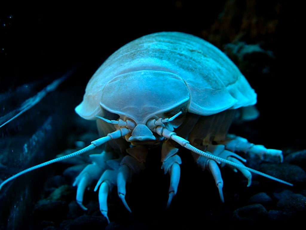 480P, Animal, Isopod, Crustacean, HD Wallpaper