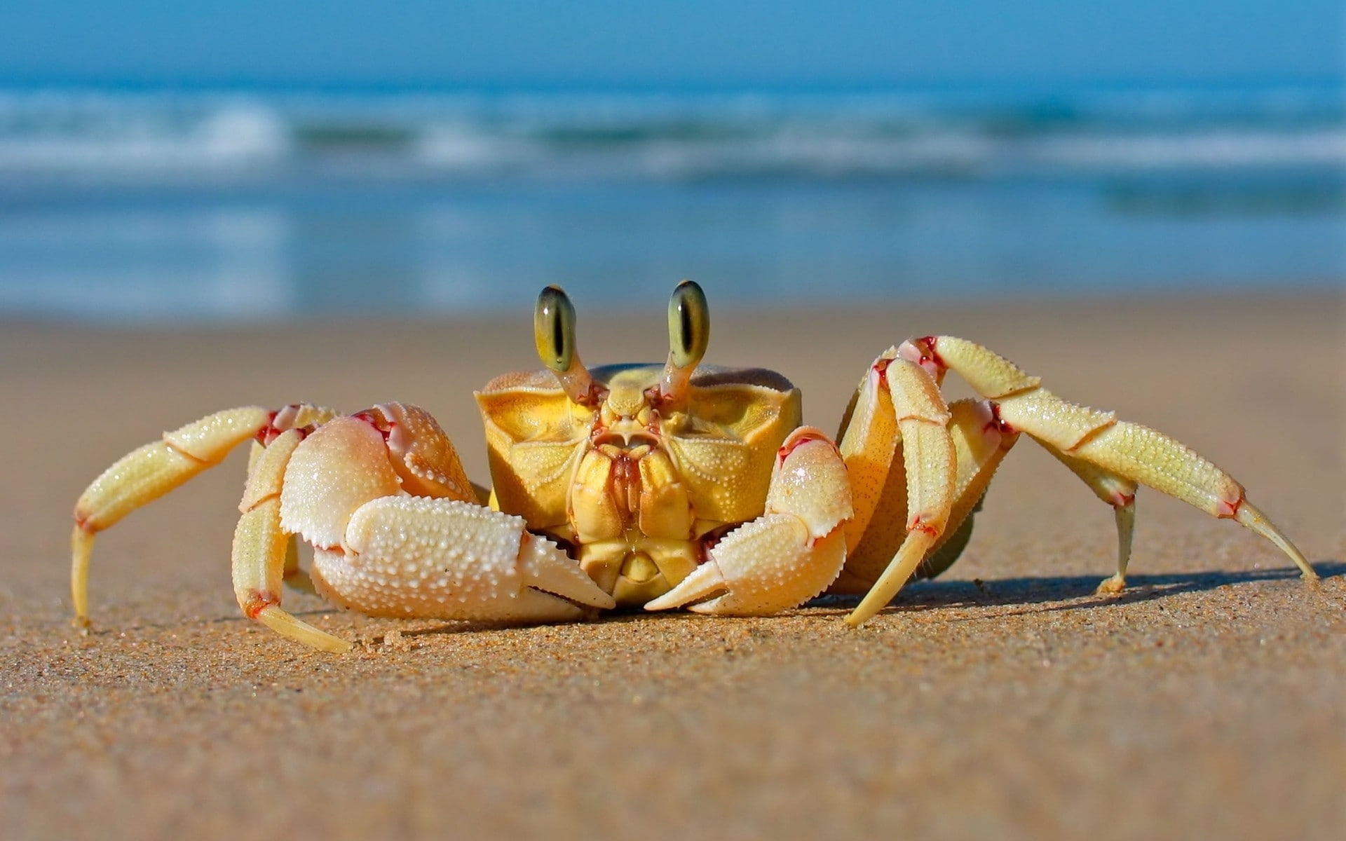 crabs, sand, animals, 1080P, beach, crustaceans, HD Wallpaper