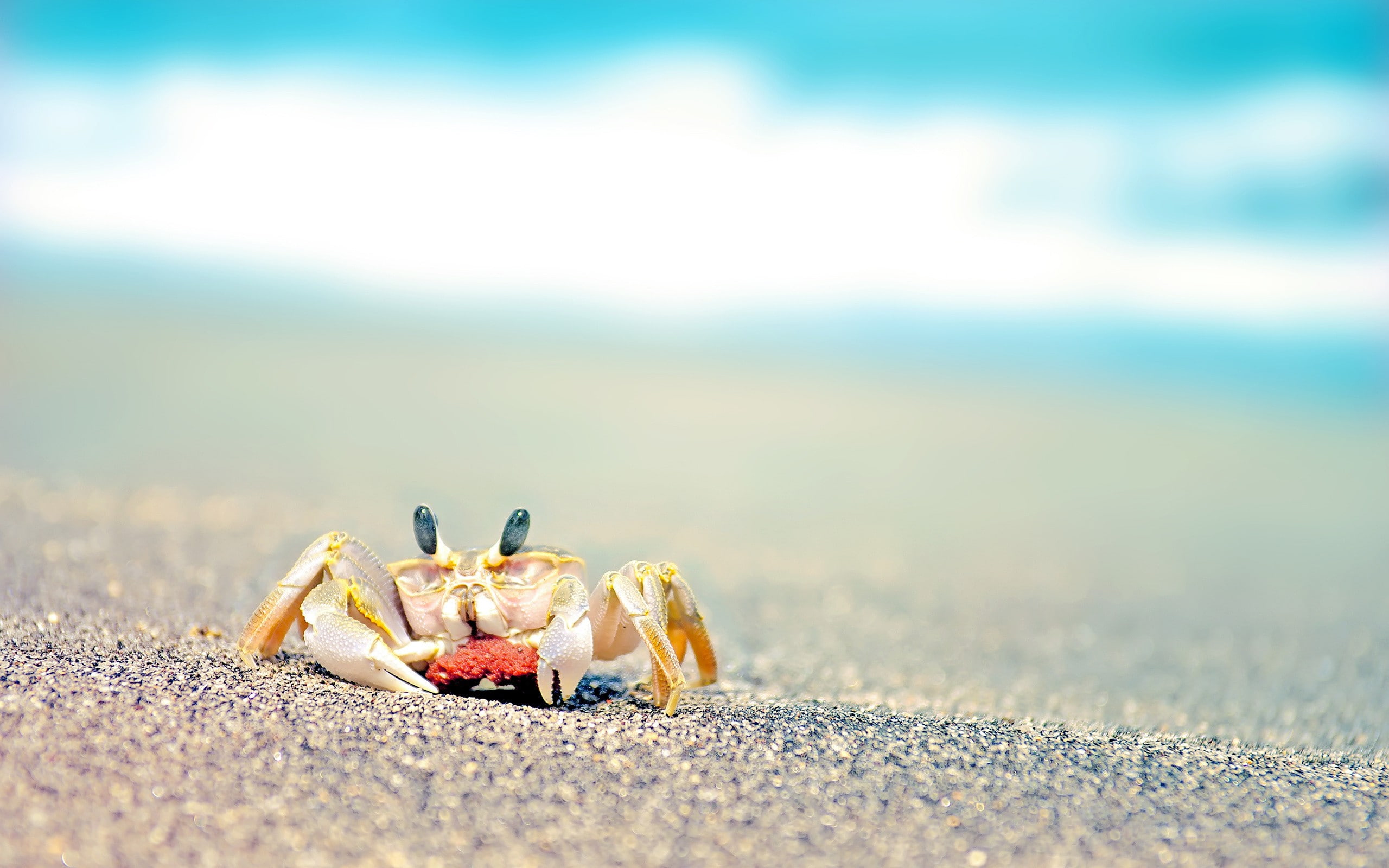 beach, 2K, animals, crabs, HD Wallpaper