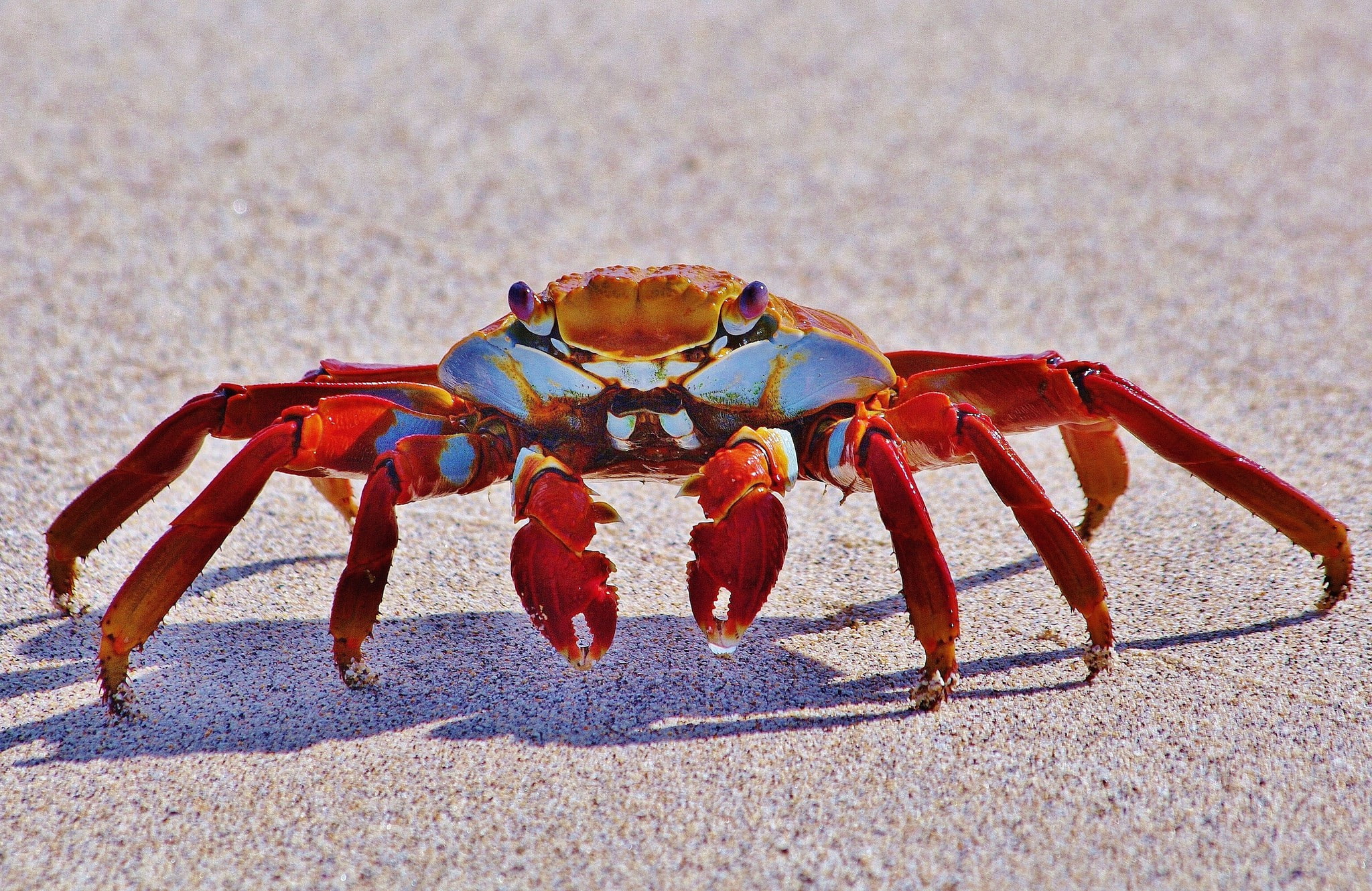 1080P, sand, crab, Grapsus grapsus, HD Wallpaper