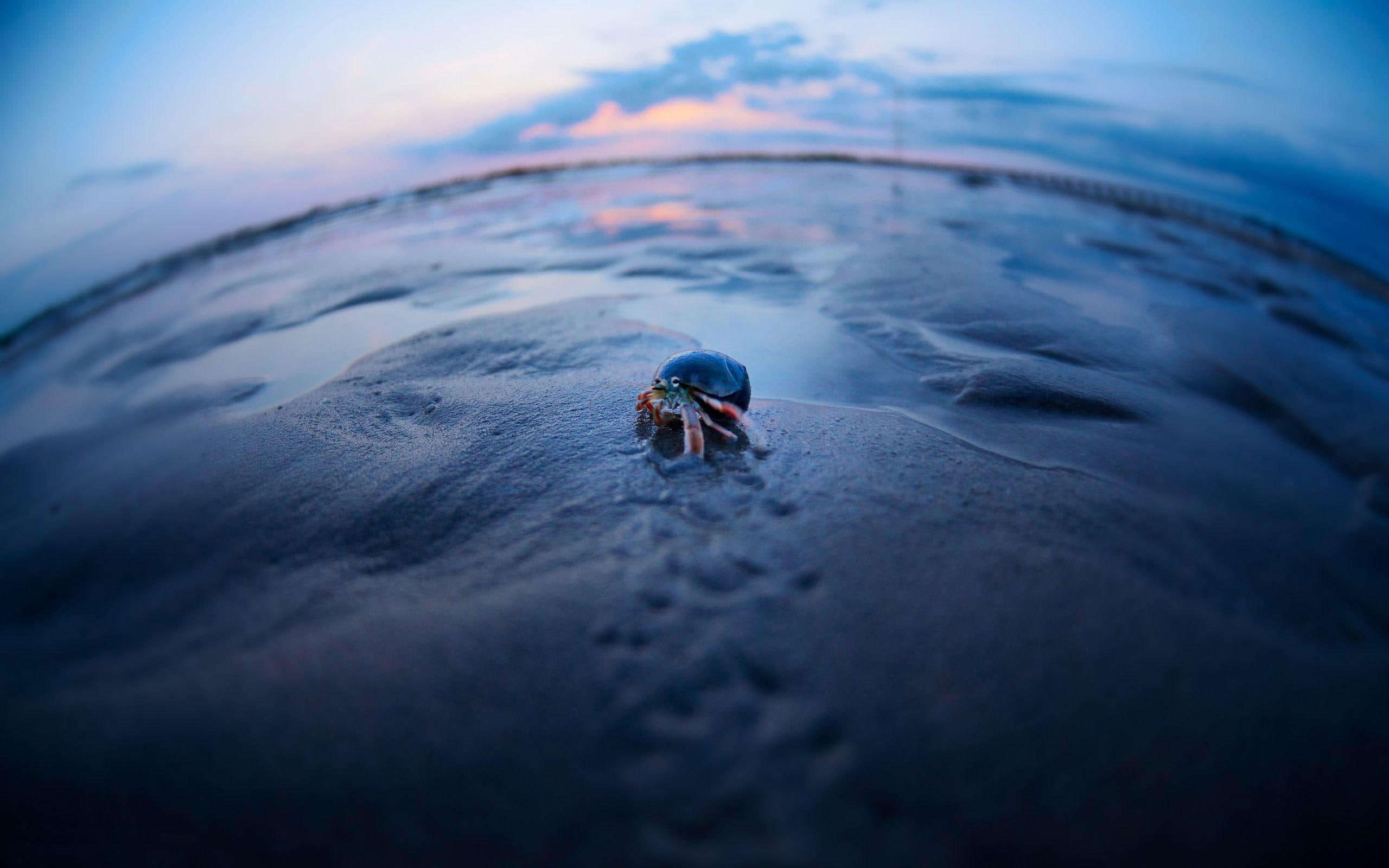 2560x1600, 2K, sand, shore, hermit, crab, red, black, animals, HD Wallpaper