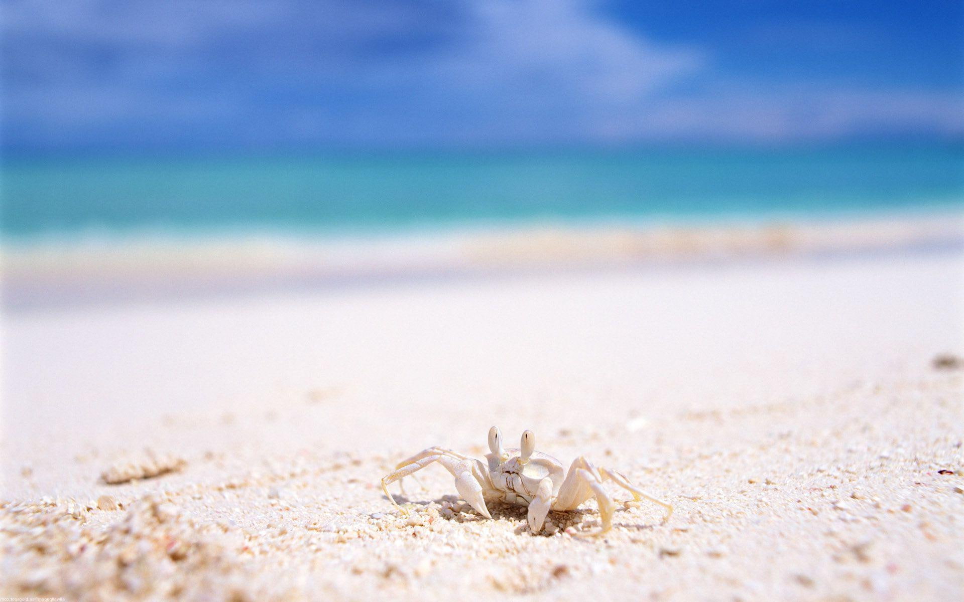 animals, sea, sand, 1920x1200, crab, white, ocean, beach, 1080P, HD Wallpaper