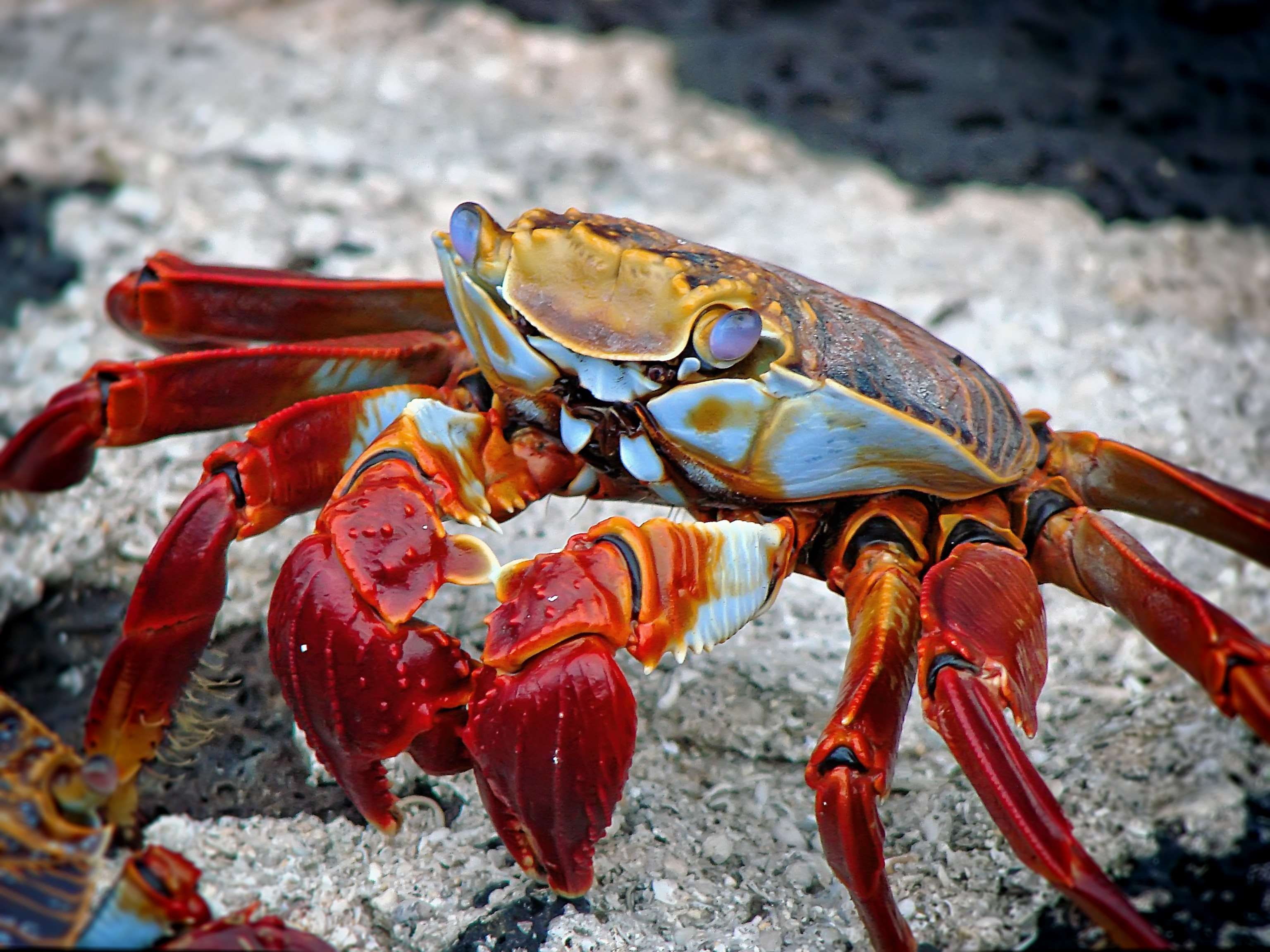 fauna, colourful, seafood, exotic, animal themes, invertebrate, land, sea life, close-up, wildlife, marine, animals in the wild, beach, aquatic, focus on foreground, HD Wallpaper