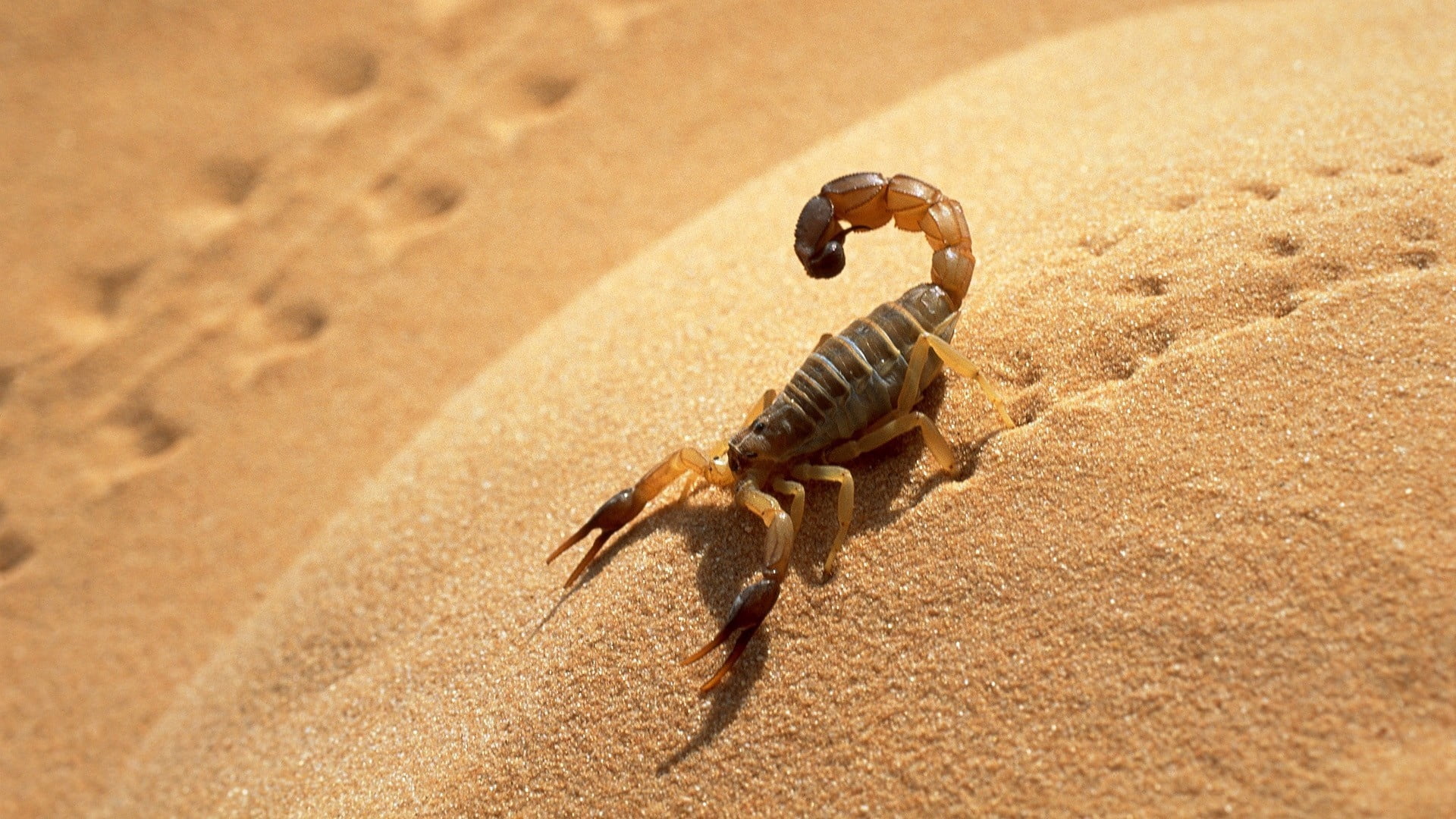land, no People, sunlight, animal wildlife, crustacean, wildlife, arid climate, reptile, animal themes, crab, poisonous, animals in the wild, marine, focus on foreground, HD Wallpaper
