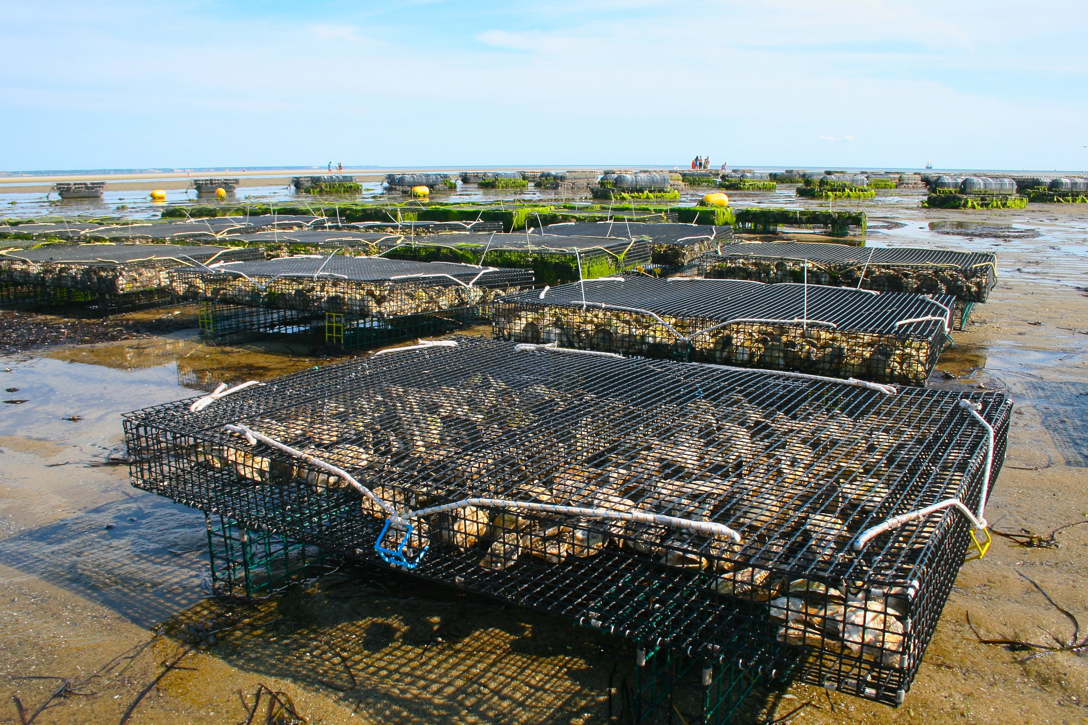 sky, day, land, outdoors, frame, food and drink, oyster, mussel, fis, brown, fisherman, sea, fishing net, food, architecture, sunlight, 2K, high angle view, HD Wallpaper