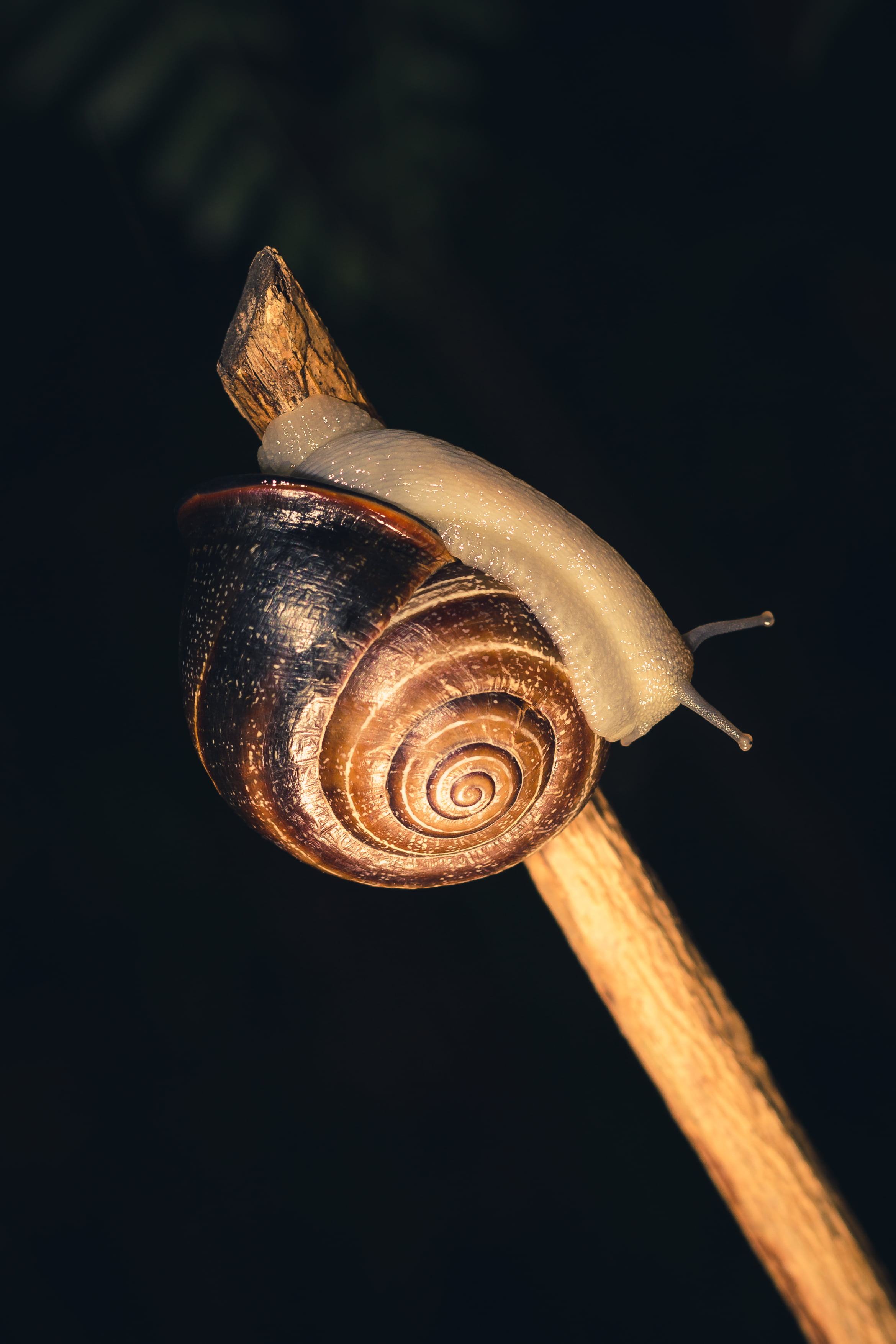 2K, animal themes, black background, animal shell, crawling, shell, spiral, boredom, mollusk, animal antenna, animal, one animal, no people, invertebrate, Phone HD Wallpaper