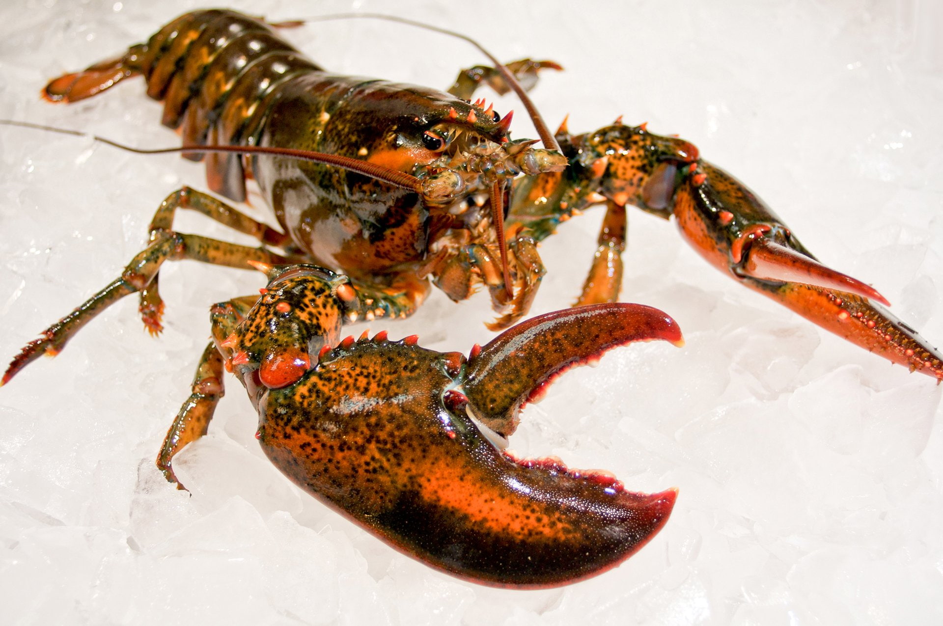 seafood, shellfish, 1080P, meat, meal, lobster, dinner, HD Wallpaper