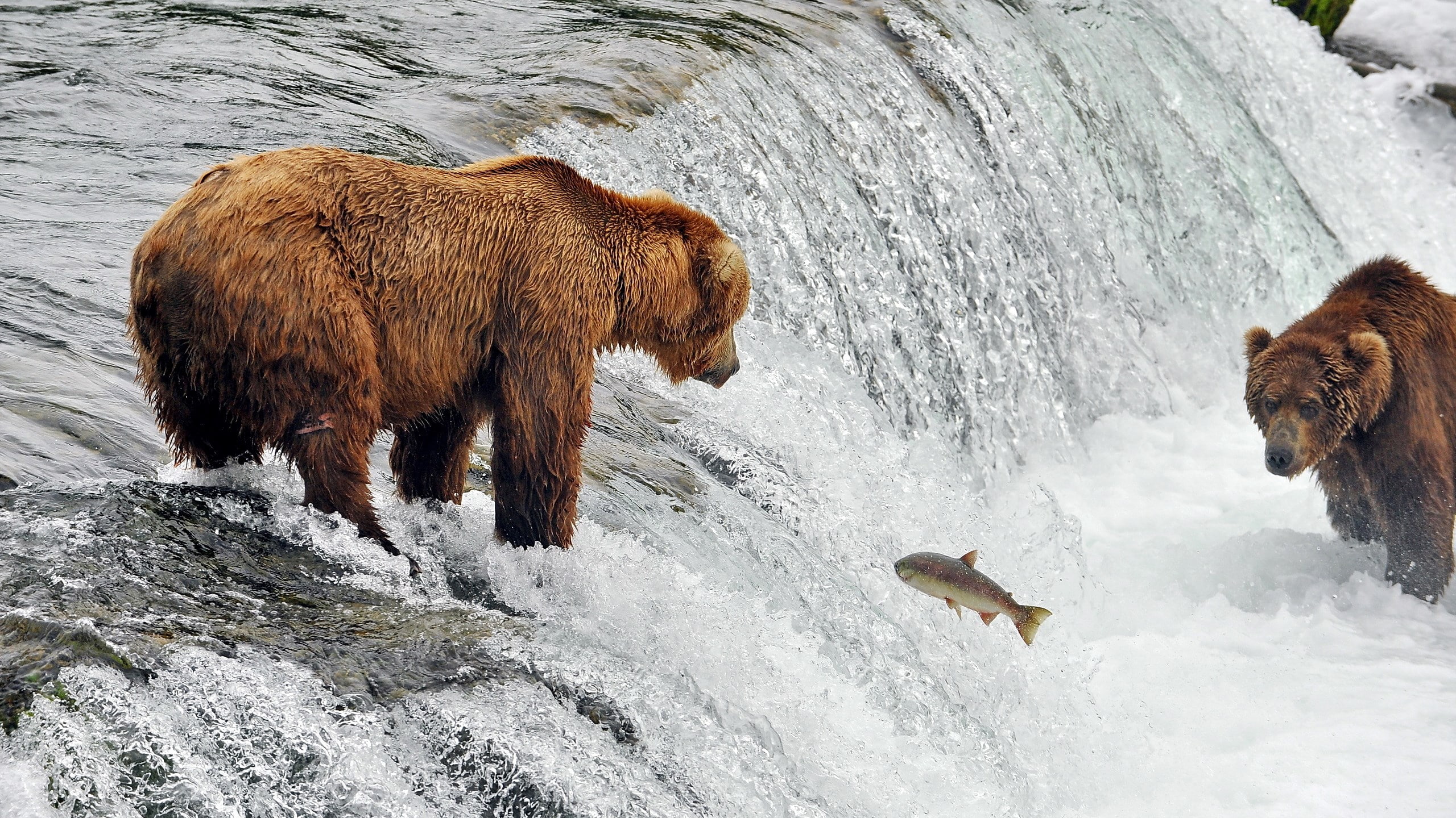 picture of bears catching fish, day, no people, animal, vertebrate, river, nature, brown, bear, 2K, animal wildlife, two animals, animals in the wild, HD Wallpaper