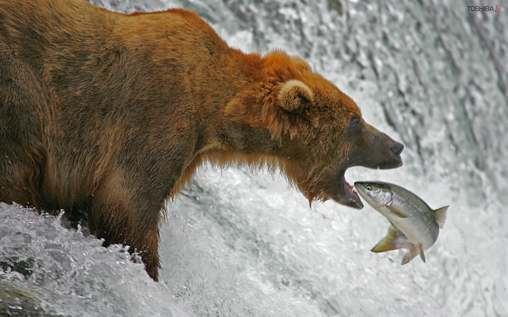 fish, horse, survival, vertebrate, water, white, activity, animal, mammal, animal wildlife, mouth open, two animals, hunting, no people, brown, toy, hungry, HD Wallpaper
