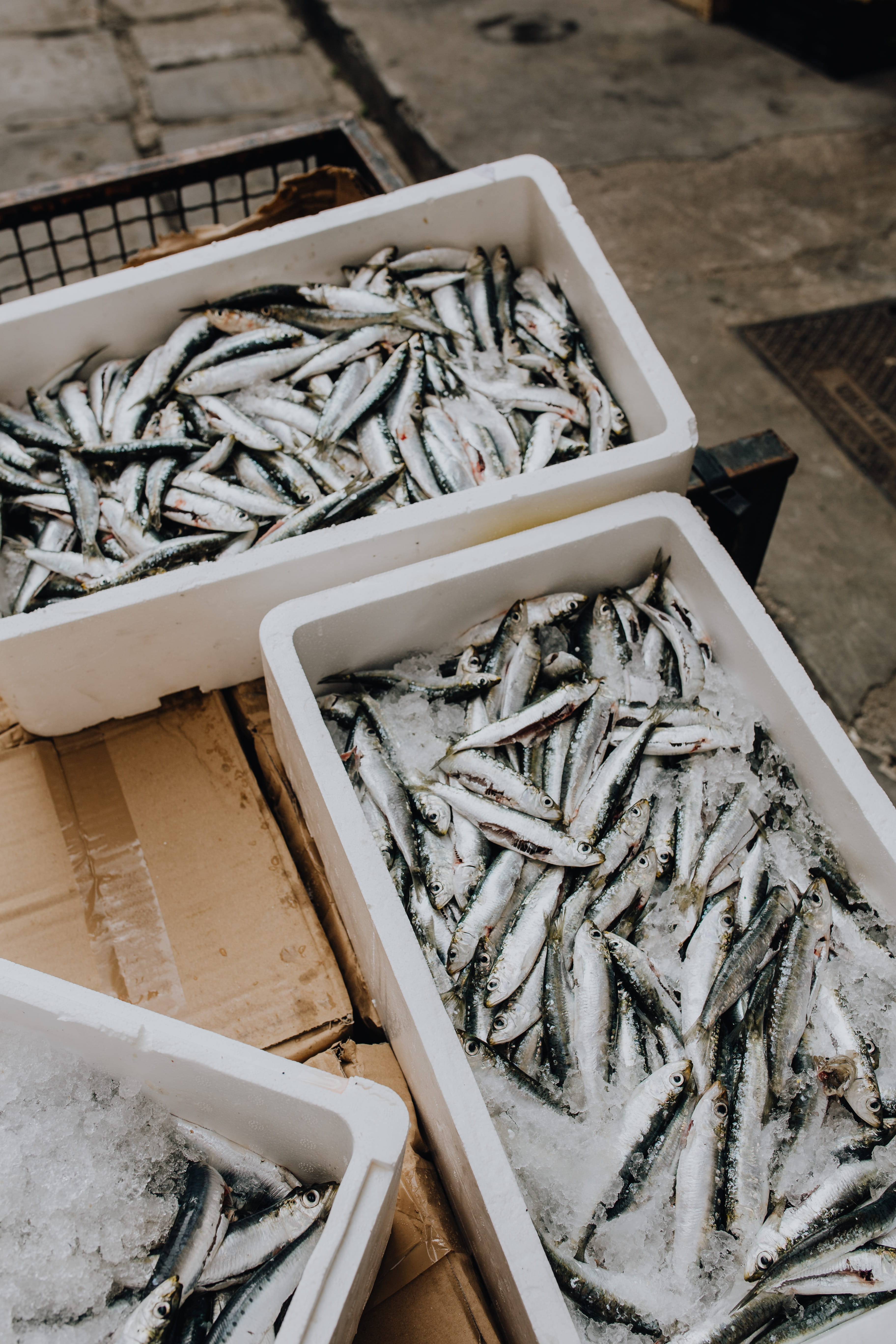 styrofoam, catch, raw food, healthy eating, abundance, food, fishing, high angle view, containers, freshness, for sale, wellbeing, fresh, vertebrate, 5K, Phone HD Wallpaper
