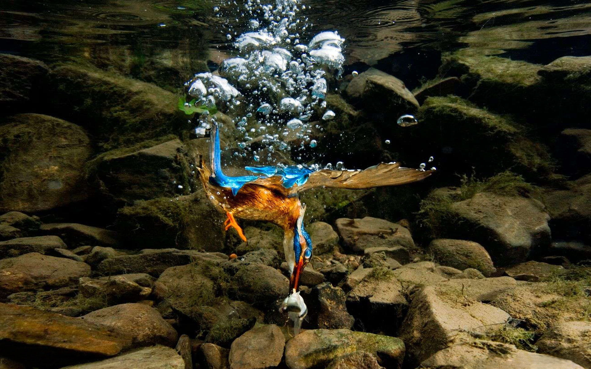 hd, fish, diving, attack, resolution, 1080P, underwater, catch, lightning, kingfisher, fishing, HD Wallpaper