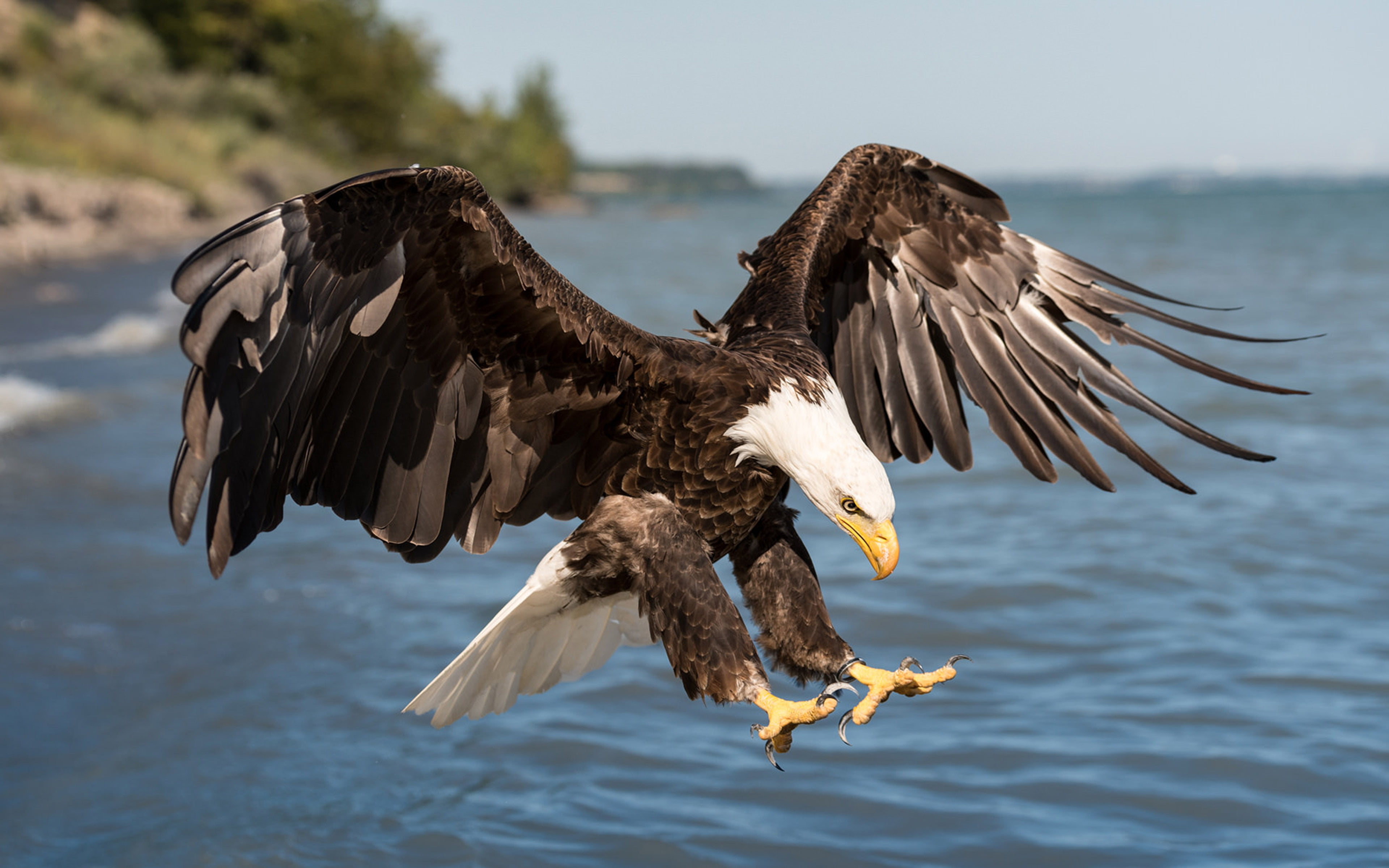  animal wing, port, motion, 4K, one animal, animal themes, bald, animal, bird, desktop, vertebrate, spread wings, catch, animal wildlife, day, HD Wallpaper