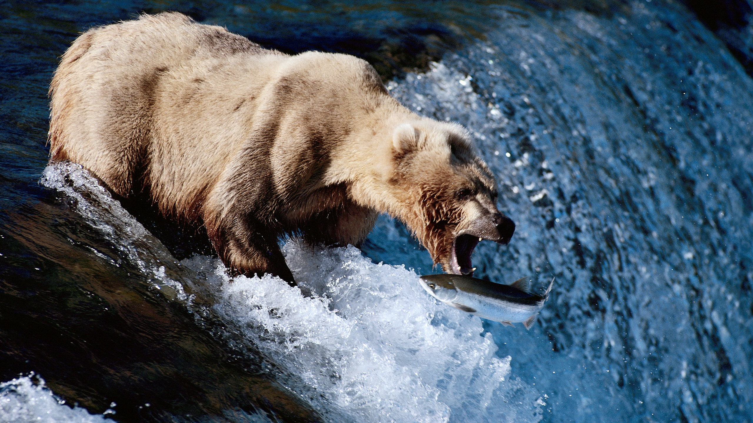 survival, bear catching fish, animal head, animals in the wild, bear, animal themes, no people, nature, animal, mammal, eating, animals hunting, water, HD Wallpaper