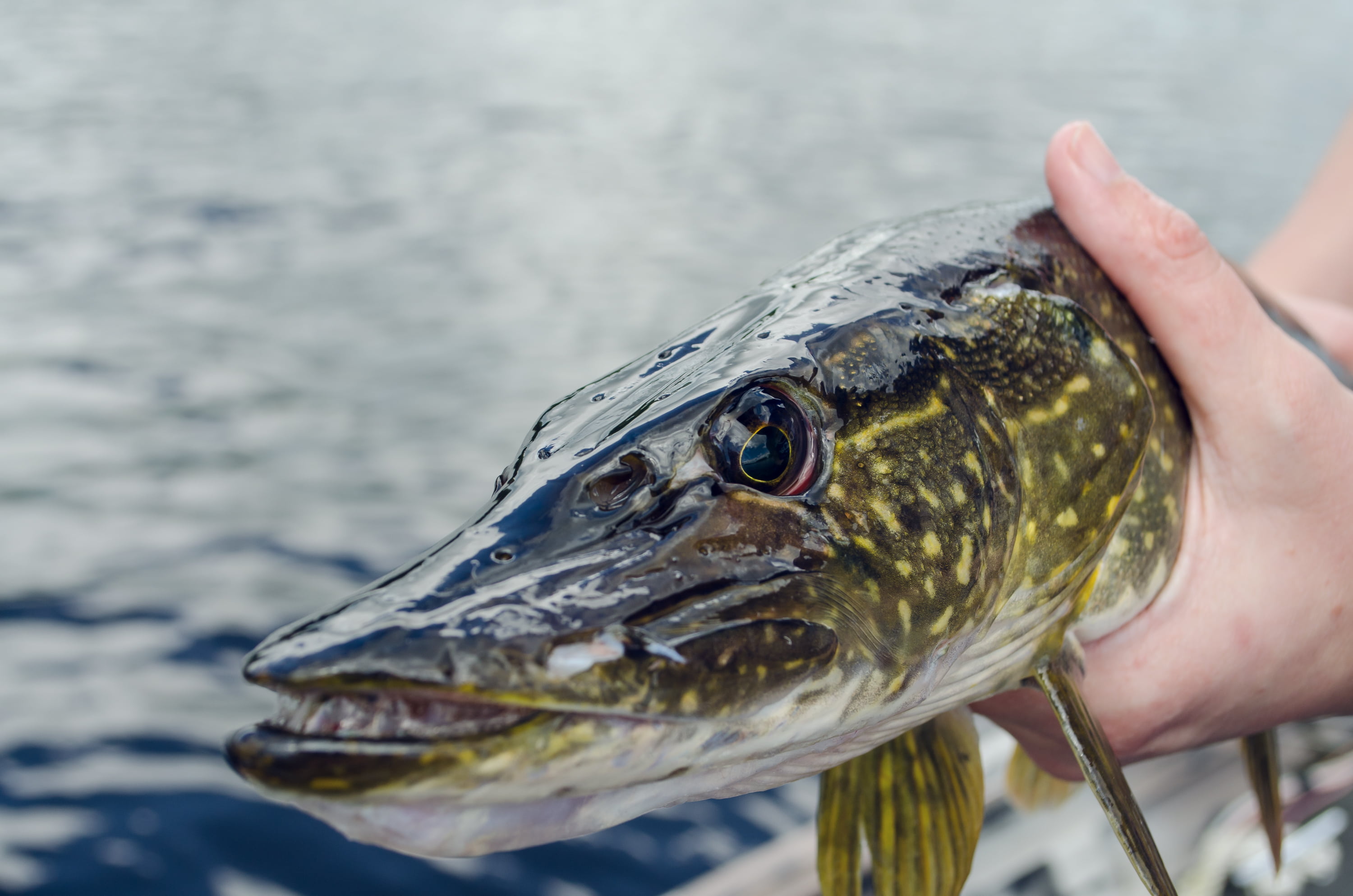 vertebrate, fishing, lake, unrecognizable person, catch of fish, little, sea, outdoors, catch, one person, holding, food and drink, wildlife, freshness, HD Wallpaper