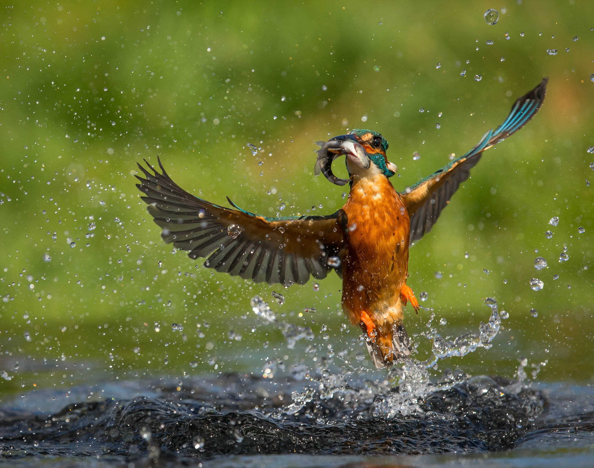 drops, 1080P, bird, fish, catch, water, Kingfisher, HD Wallpaper