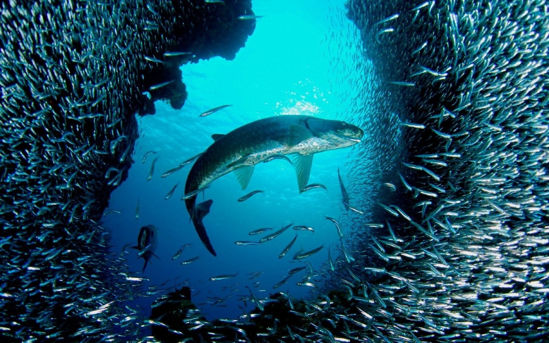 no people, school of fish, animal wildlife, turquoise colored, vertebrate, animals, group of animals, water, 1080P, marine, tank, large group of animals, HD Wallpaper