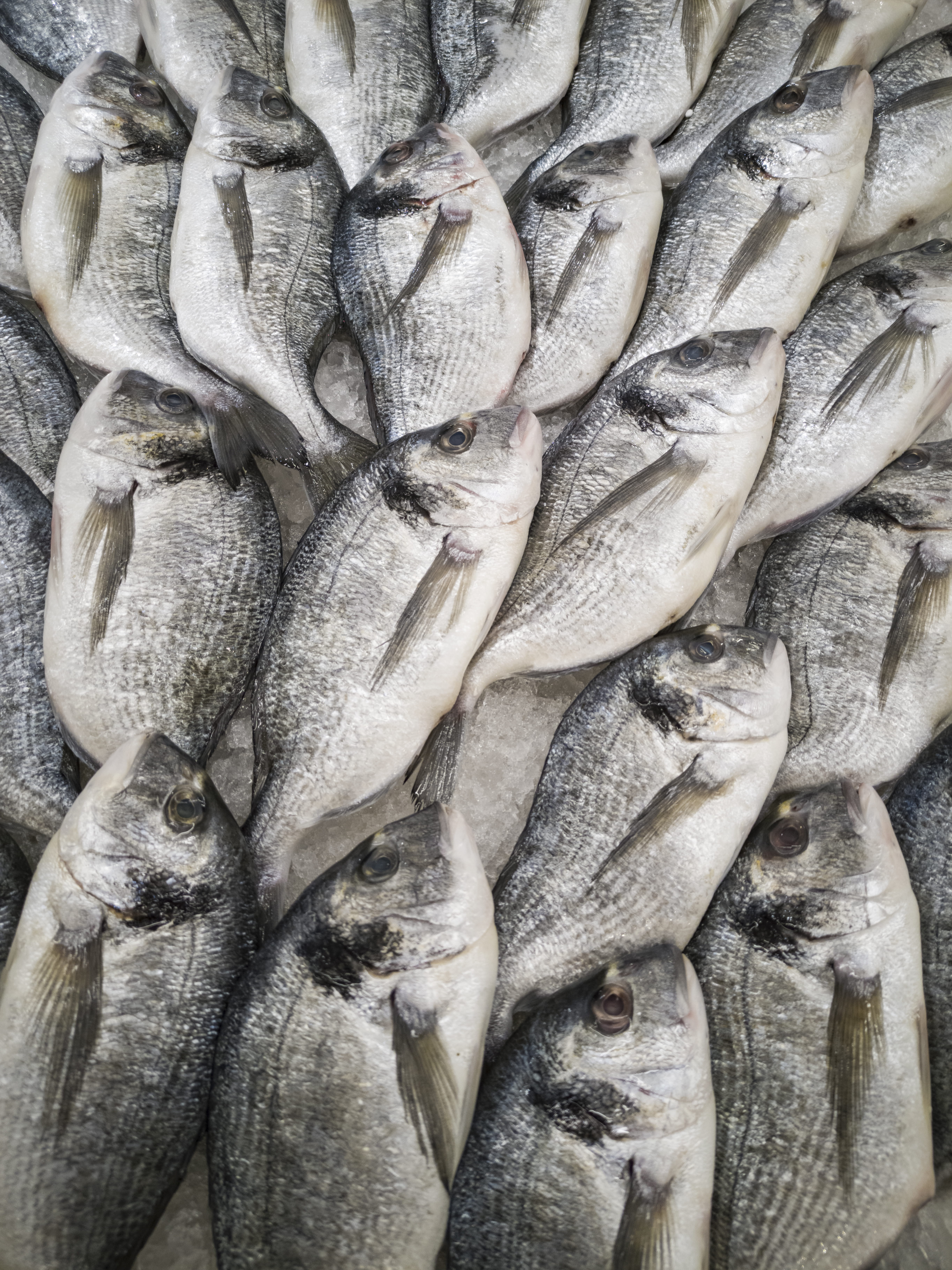 5K, for sale, fishing industry, animal, delicious, fishes, healthy eating, healthy, large group of objects, vertebrate, pile, eat, seafood, fin, fish, Phone HD Wallpaper