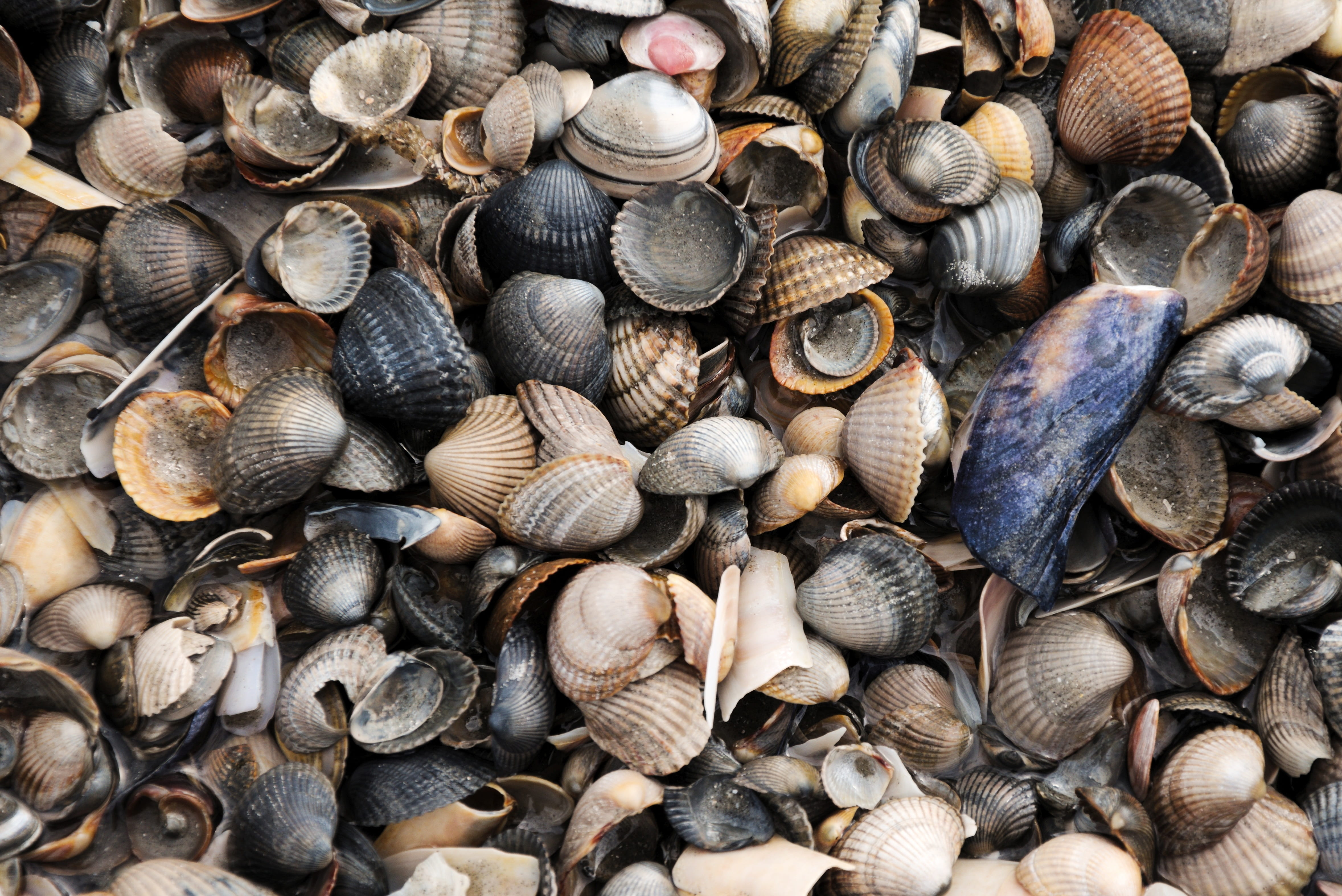 nature, mussels, abundance, north sea, shell, animal, seafood, day, sea, marine, no people, choice, food, close-up, food and drink, backgrounds, full frame, HD Wallpaper