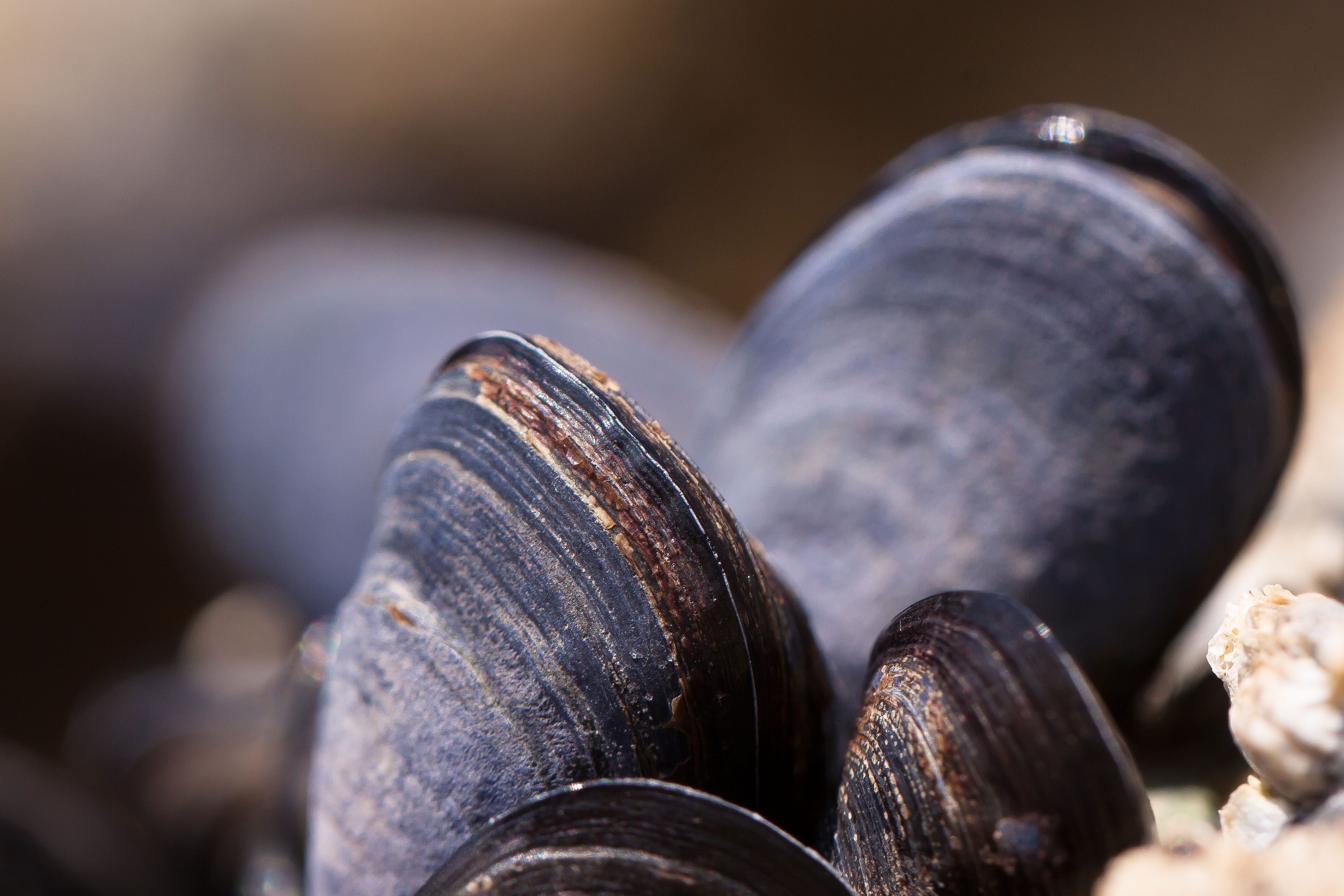 shell, food and drink, sea, old, black color, focus on foreground, clamps, selective focus, day, wood - material, heap, stone - Object, group of Objects, HD Wallpaper