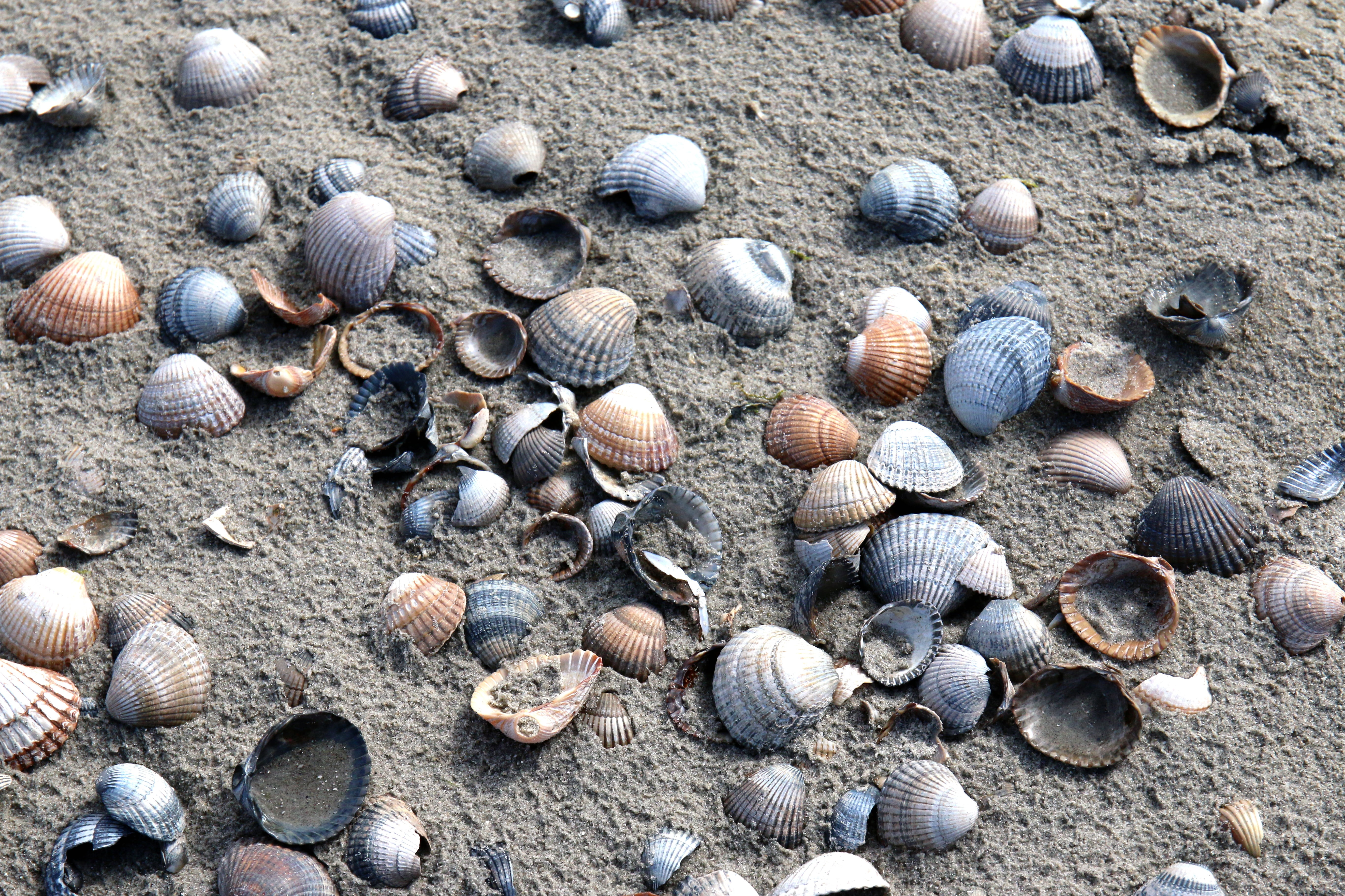 close-up, backgrounds, sunlight, meeresbewohner, no people, mussels, large group of objects, maritime, flotsam, outdoors, high angle view, shell, cockle, HD Wallpaper