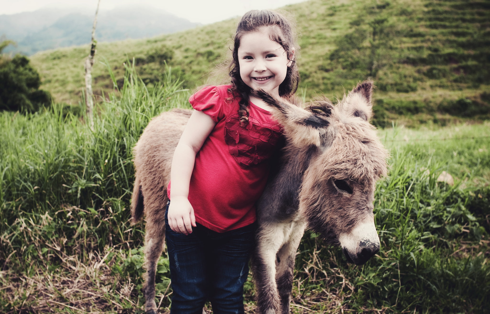 cute, baby, donkey, 1080P, babe, burrito, sabanero, girl, HD Wallpaper