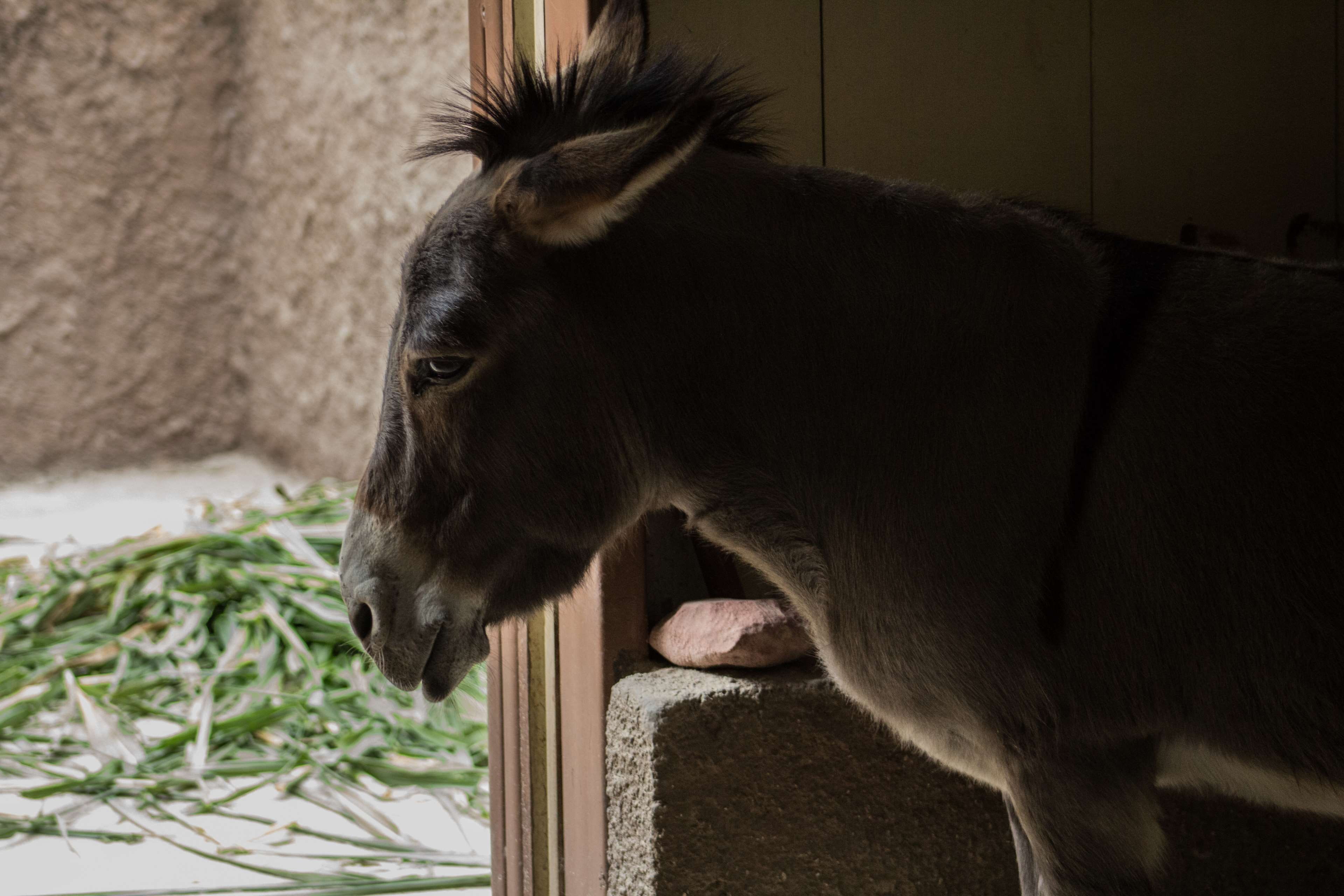 animal, donkey, one animal, pets, mammal, vertebrate, 4K, focus on foreground, domestic animals, wall - building feature, day, plant, animal themes, side view, HD Wallpaper