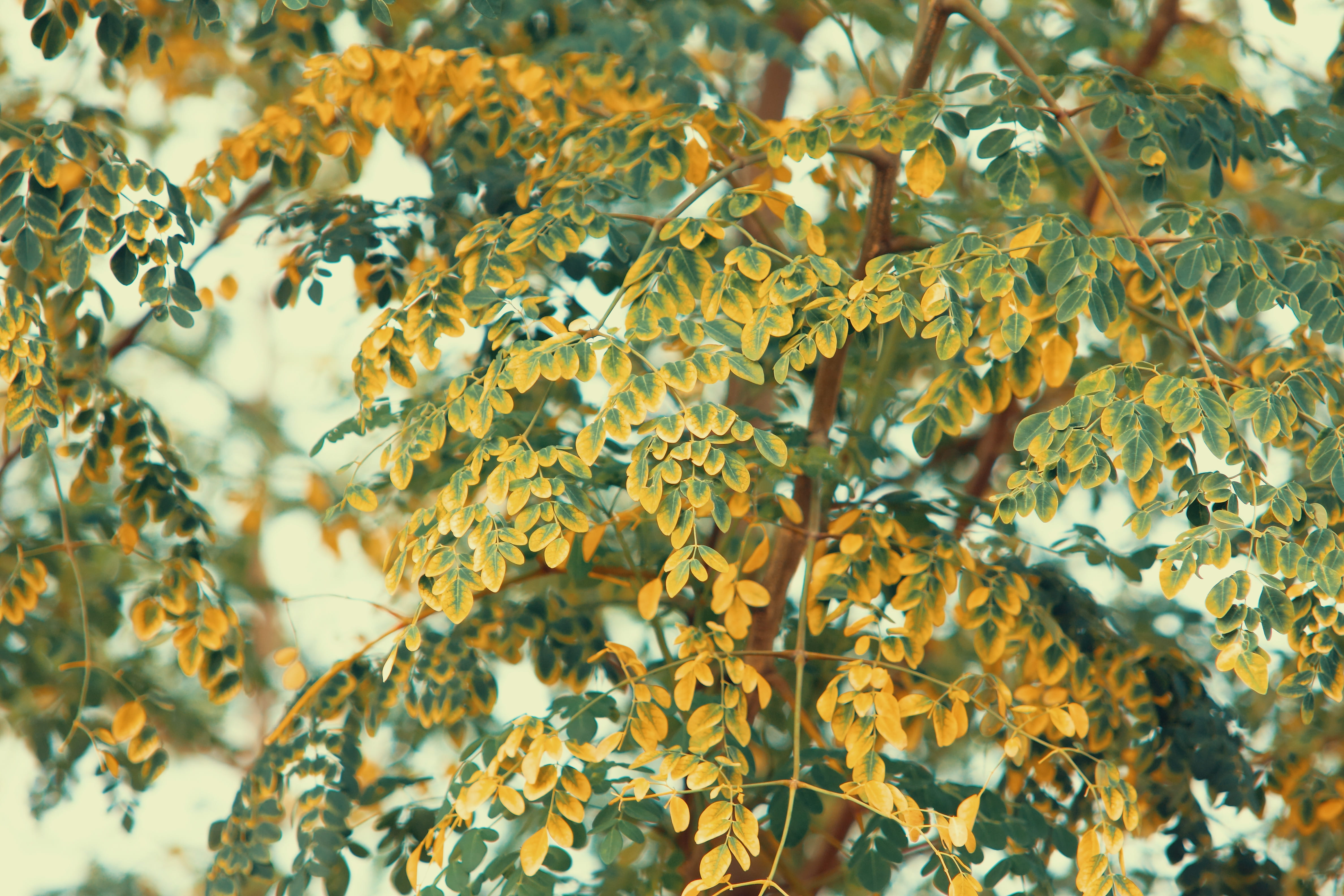 bright, close-up, day, low, focus on foreground, outdoors, alternative medicine, branch, low angle view, moringa, full frame, backgrounds, color, change, HD Wallpaper