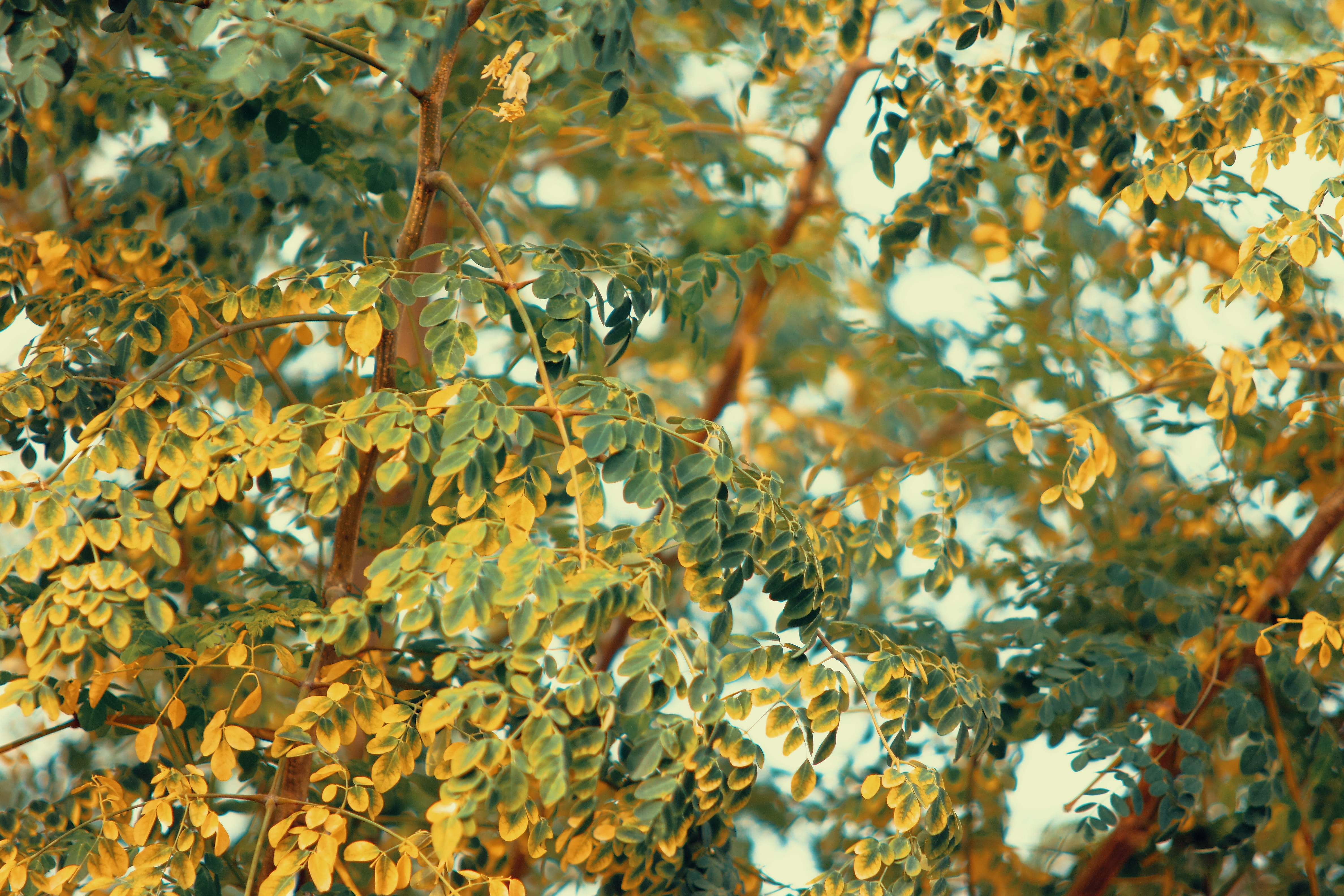 4K, focus on foreground, natural condition, backgrounds, Moringa Oleifera, leaves, change, outdoors, bright, maple leaf, day, water, plant part, growth, HD Wallpaper