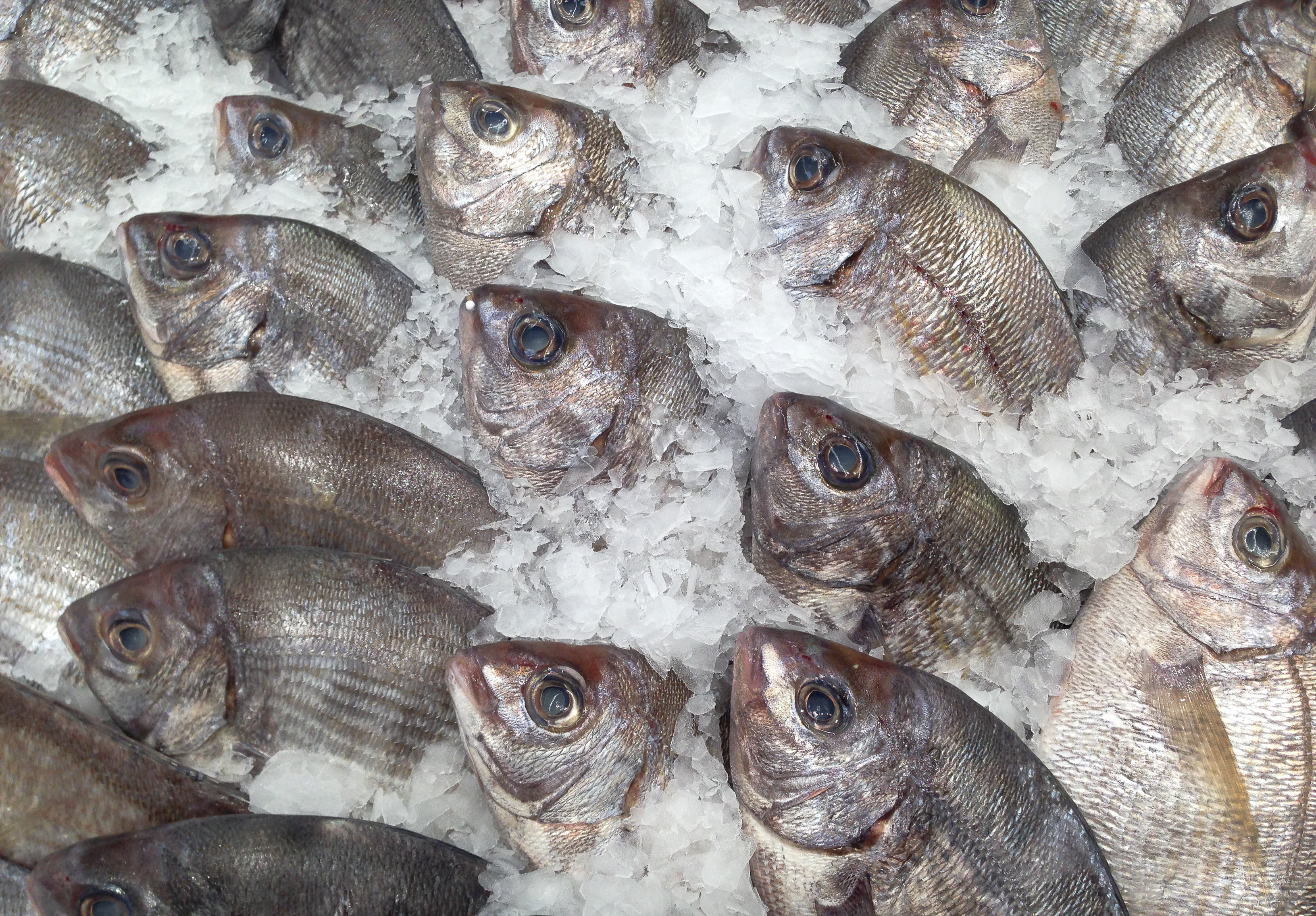 retail display, ice, raw food, no people, backgrounds, seafood, abundance, healthy eating, 2K, for sale, food and drink, fishing industry, freshness, vertebrate, HD Wallpaper
