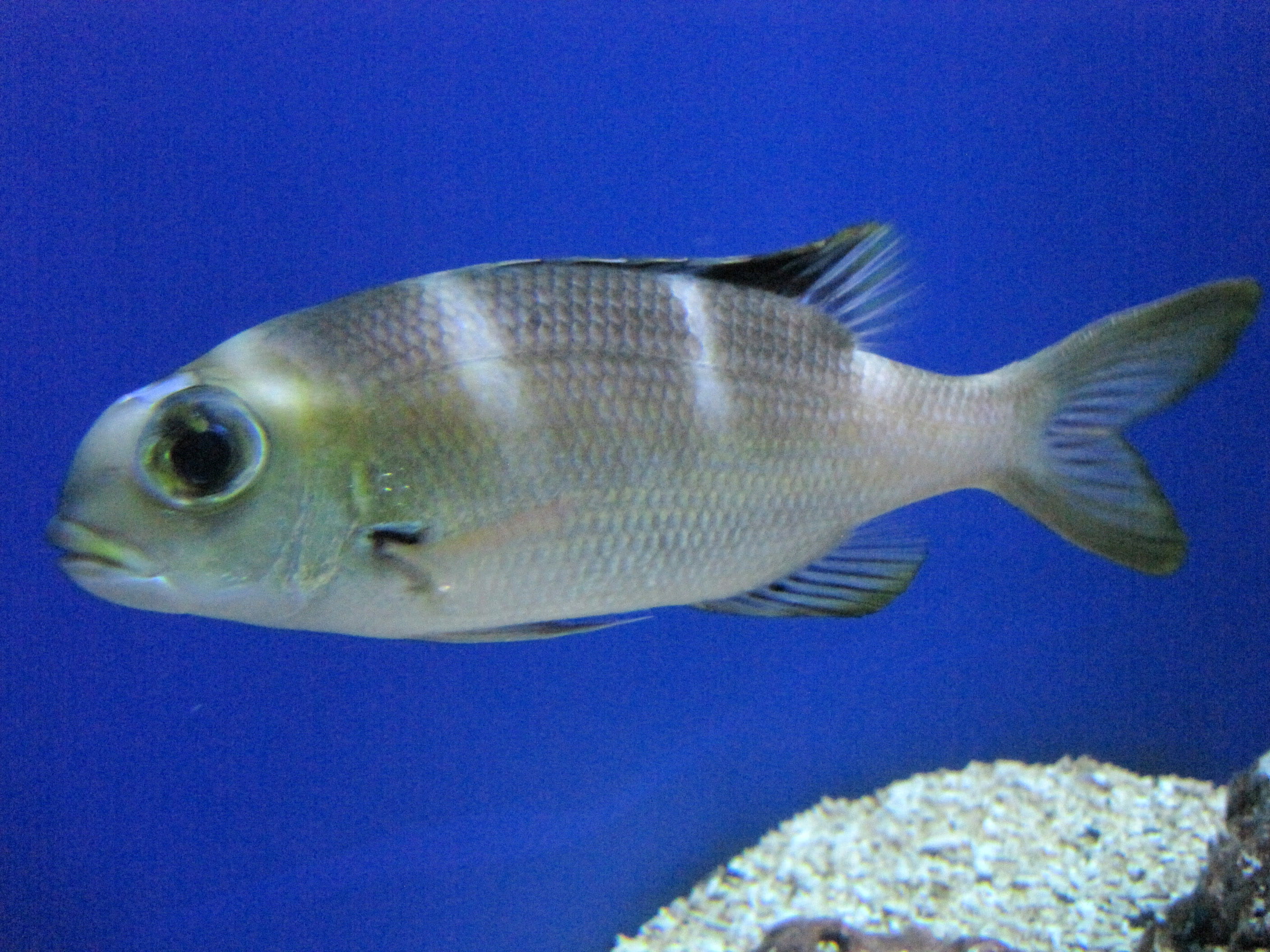 one animal, animal wildlife, underwater, eye, wildlife, animal, grandoculis, aquatic, 2K, Humpnose big-eye bream, nature, marine, animal scale, swimming, HD Wallpaper