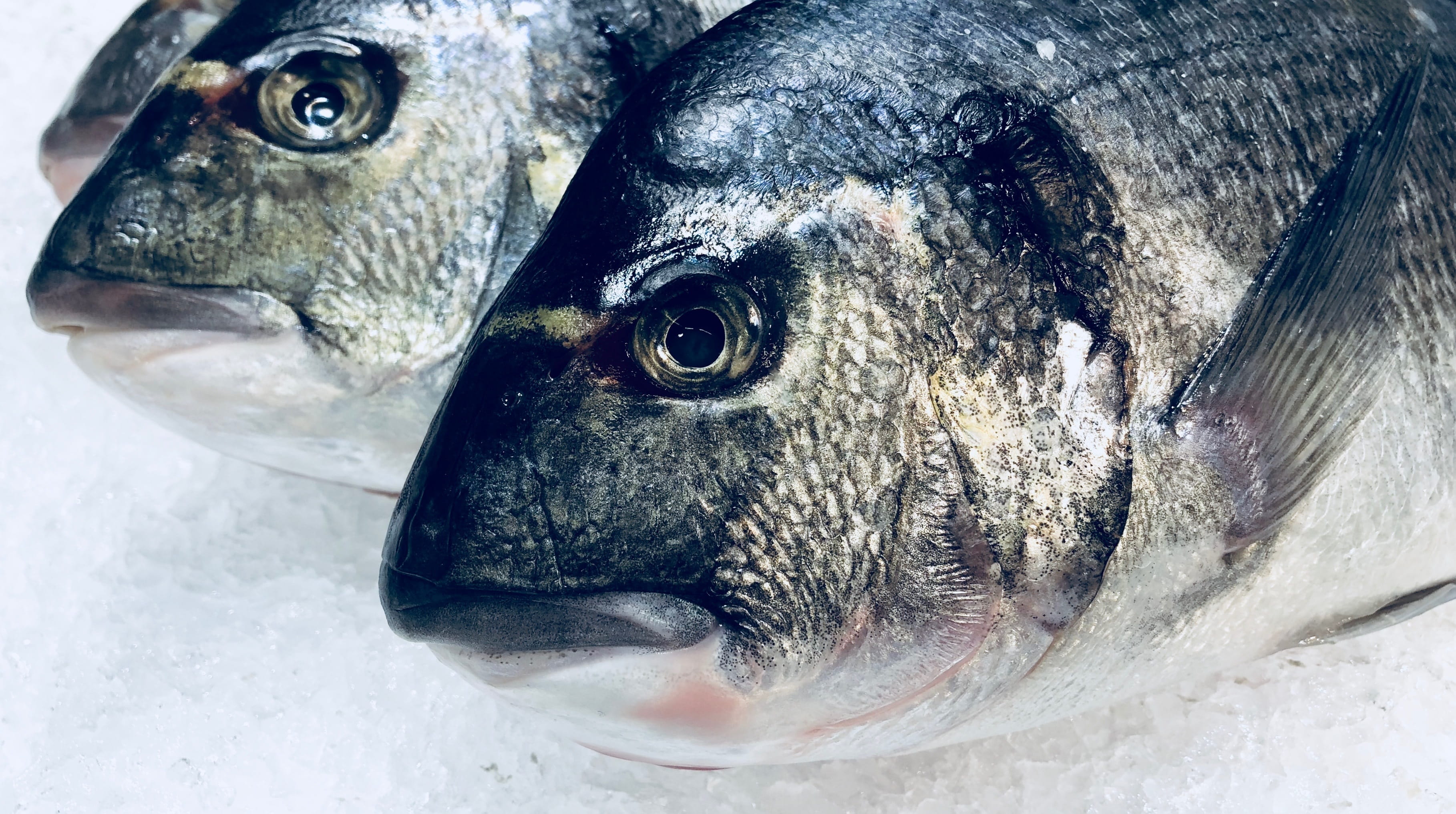 freshly caught, kitchen, food and drink, fresh, animal wildlife, no people, food, vertebrate, 2K, raw food, sea bream, cold temperature, high angle view, HD Wallpaper