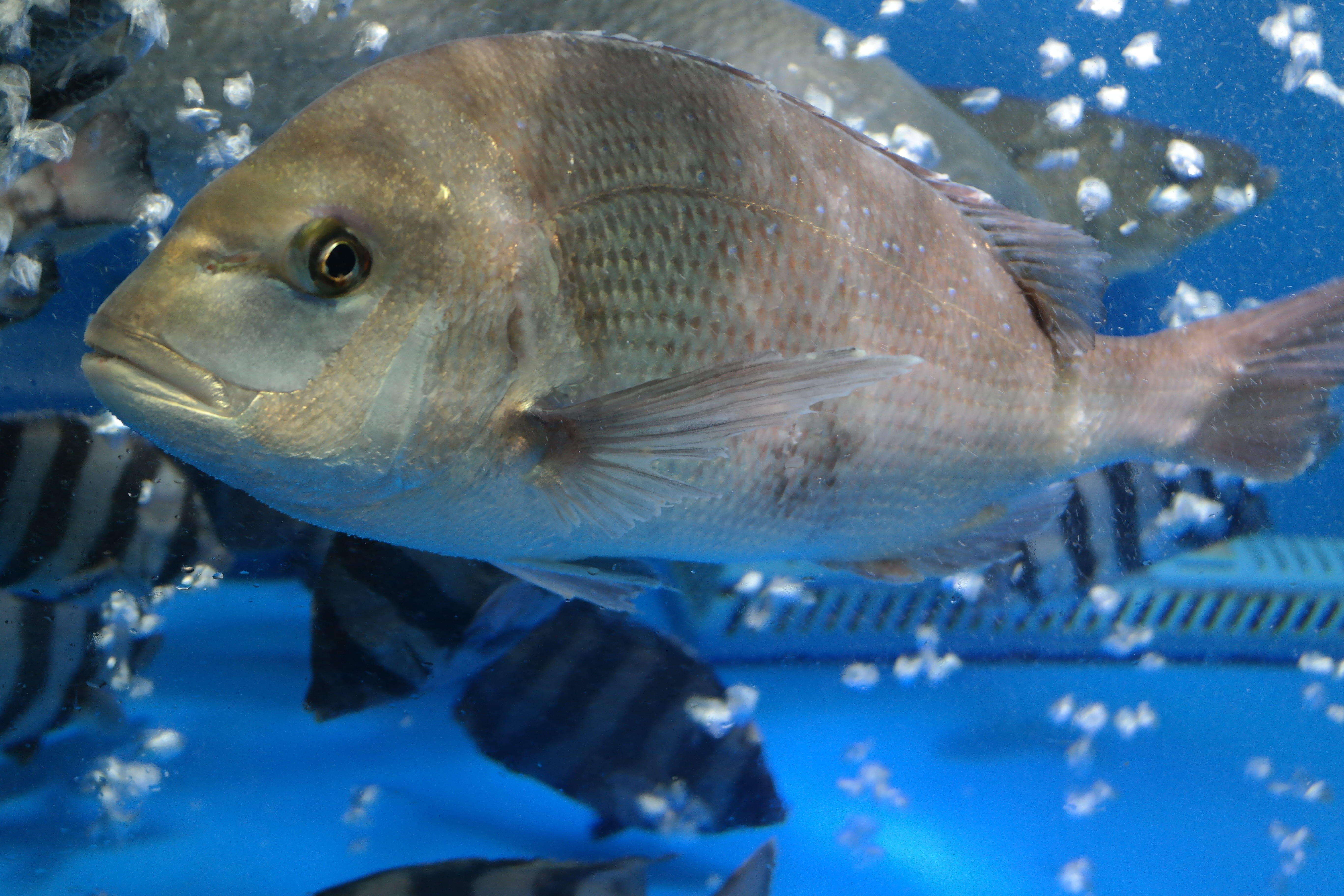 indoors, tank, sea bream, vertebrate, underwater, aquarium, one animal, animal, no people, animals in the wild, animals in captivity, marine, nature, 5K, HD Wallpaper