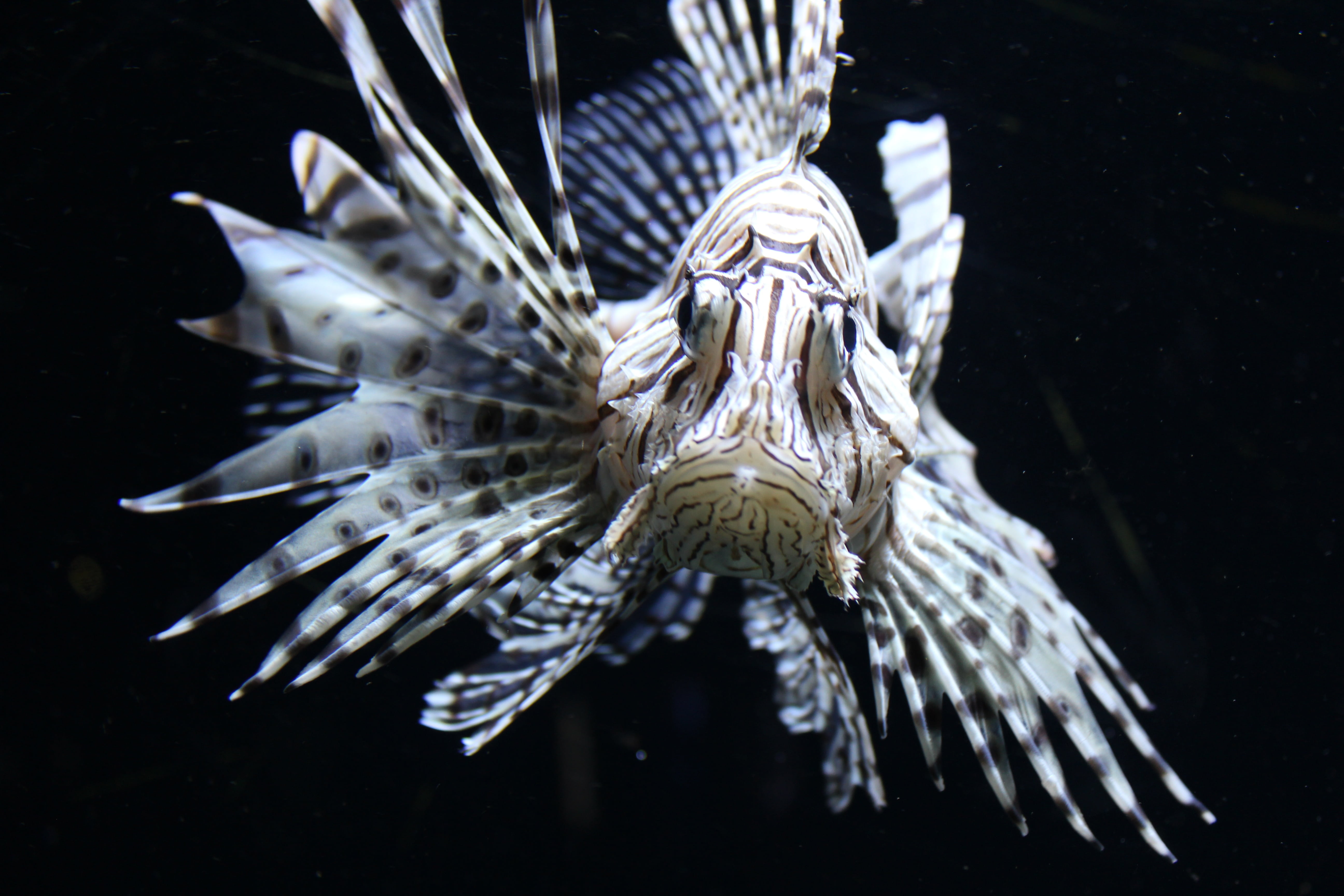 no people, animal wildlife, one animal, 5K, underwater, pteroini, animal themes, lion, scorpionfish, lionfish, animals in the wild, close-up, lion fish, HD Wallpaper