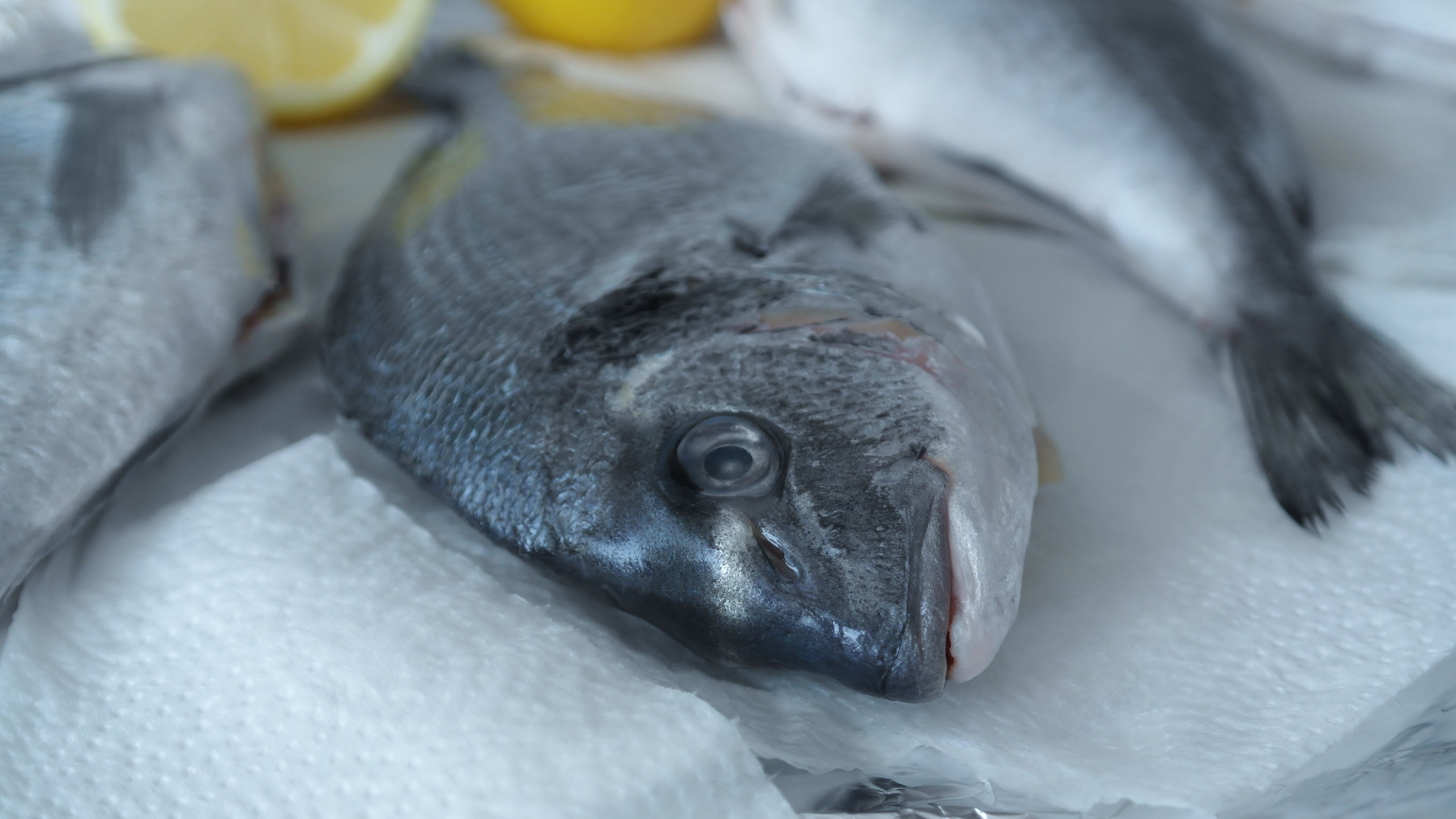 raw, sea bream, 5K, eat, fish, close-up, vertebrate, food and drink, animal themes, animal head, delicious, cold temperature, ice, wellbeing, tasty, fishing industry, HD Wallpaper