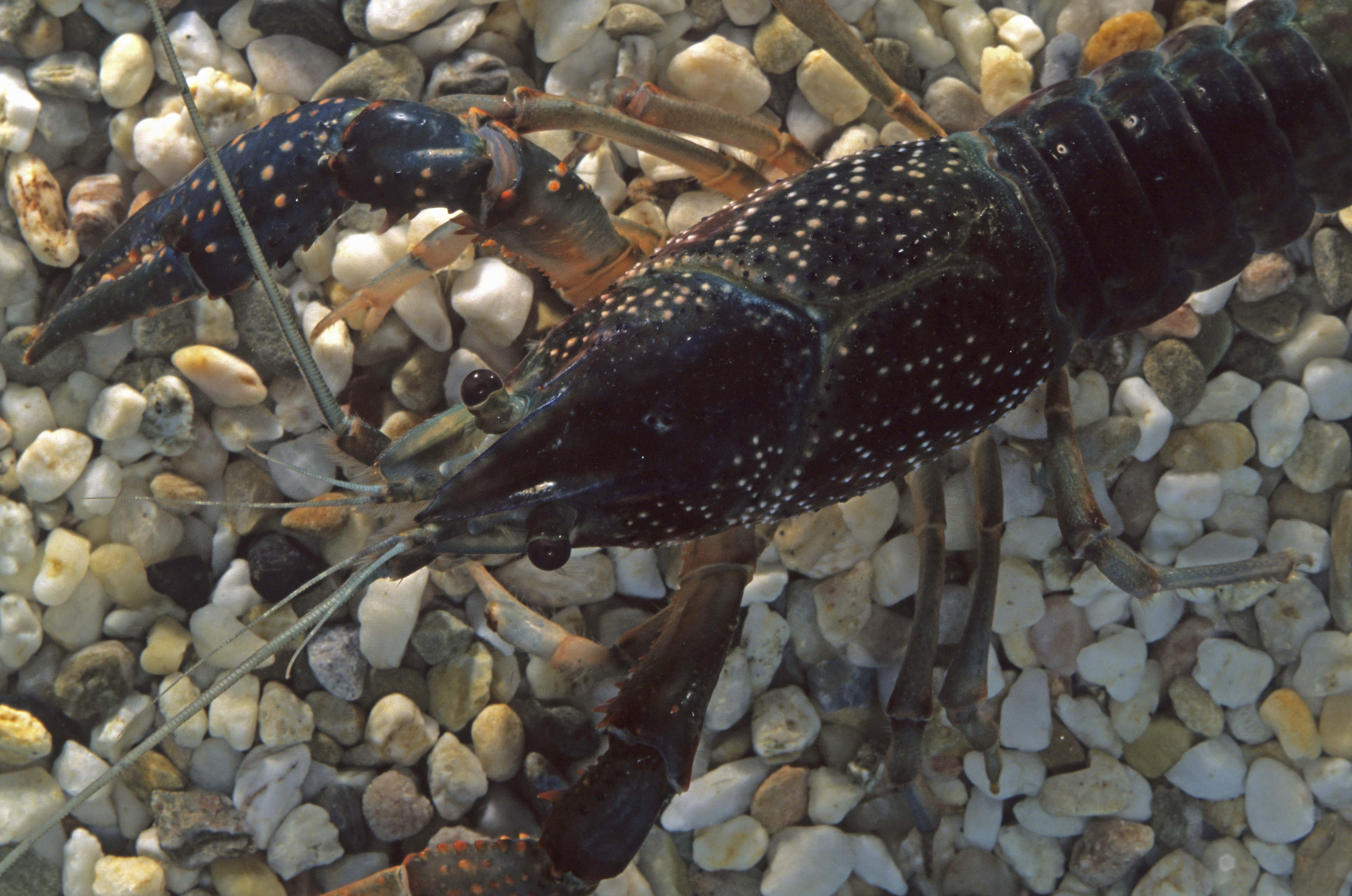 animal themes, cancer, high angle view, pebble, meal, sea, gourmet, dinner, healthy Eating, lobster, animals in the wild, food And Drink, 5K, food, bottom, HD Wallpaper