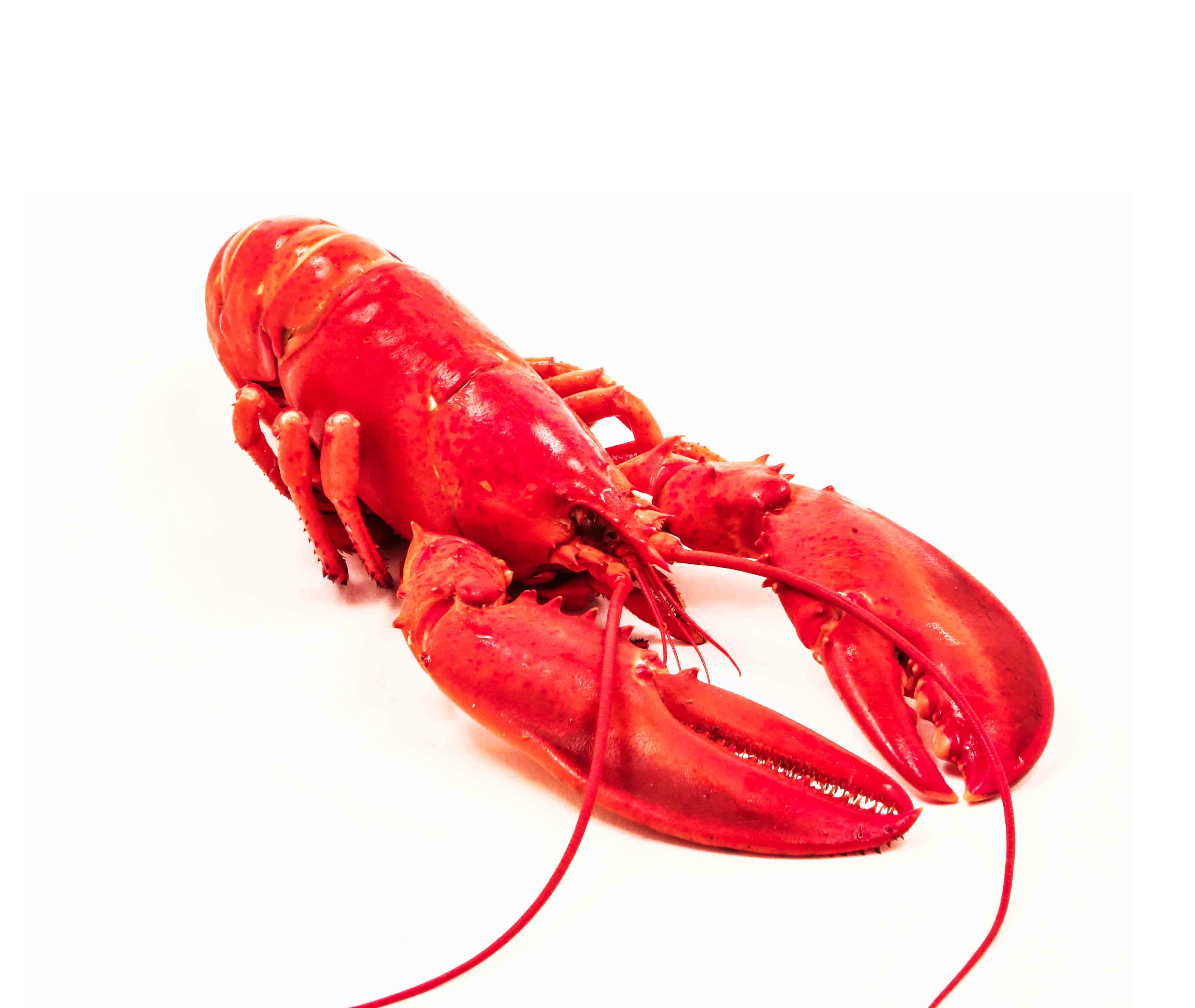no people, meal, cut out, copy space, isolated, prepared Crustacean, still life, animal wildlife, studio Shot, close-up, seafood, white Background, Sea, HD Wallpaper