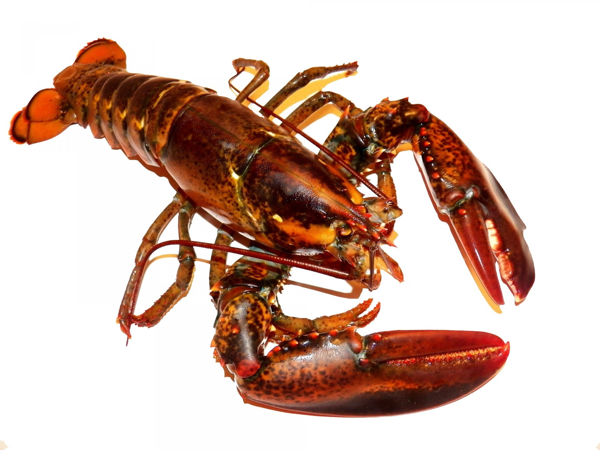 dinner, isolated, boiled, single object, fishing, seafood, animal Shell, raw food, animal wildlife, no People, pet, one animal, sea, red lobster, brown, HD Wallpaper